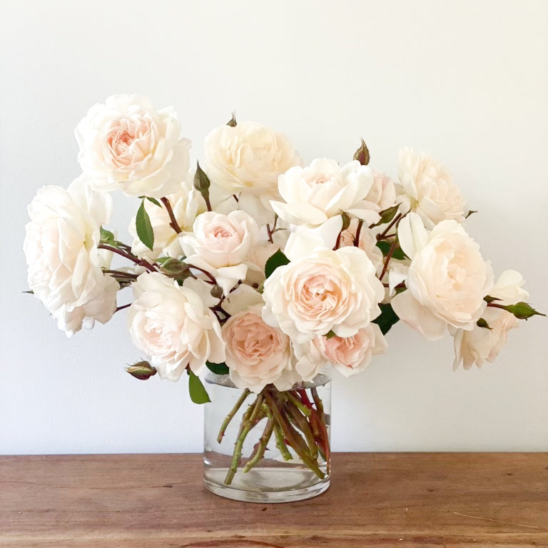David Austin Roses Desdemona English Shrub Rose - Thumbnail 3