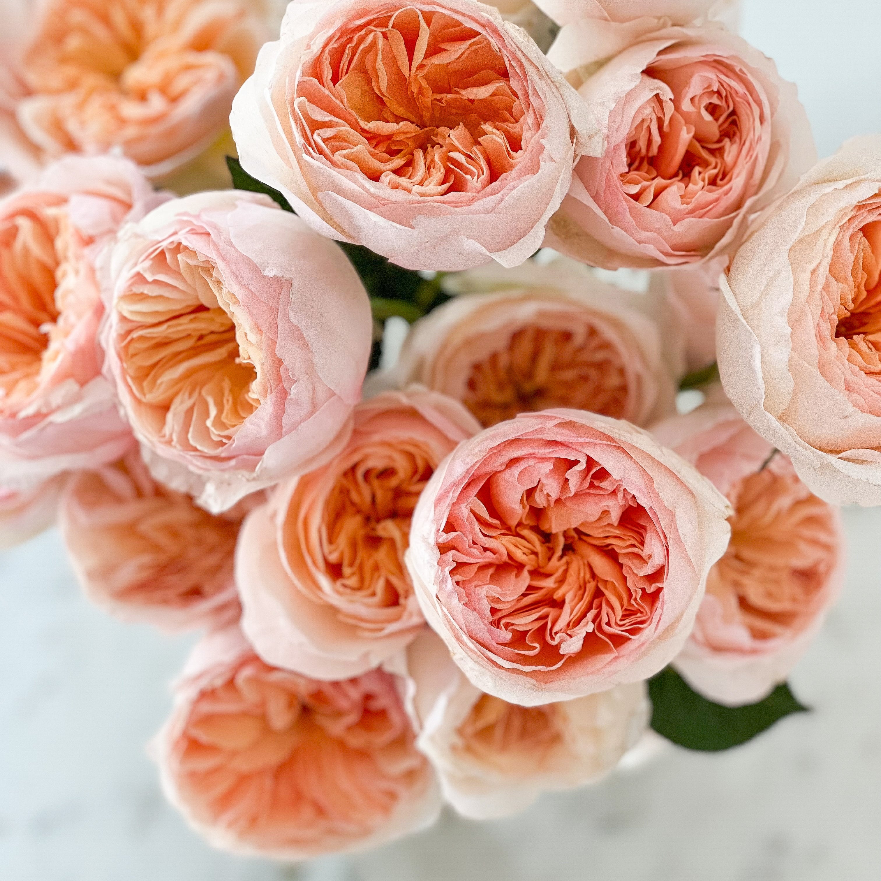 Carding Mill Juliet Bundle | Apricot Rose Bundle | Grace Rose Farm