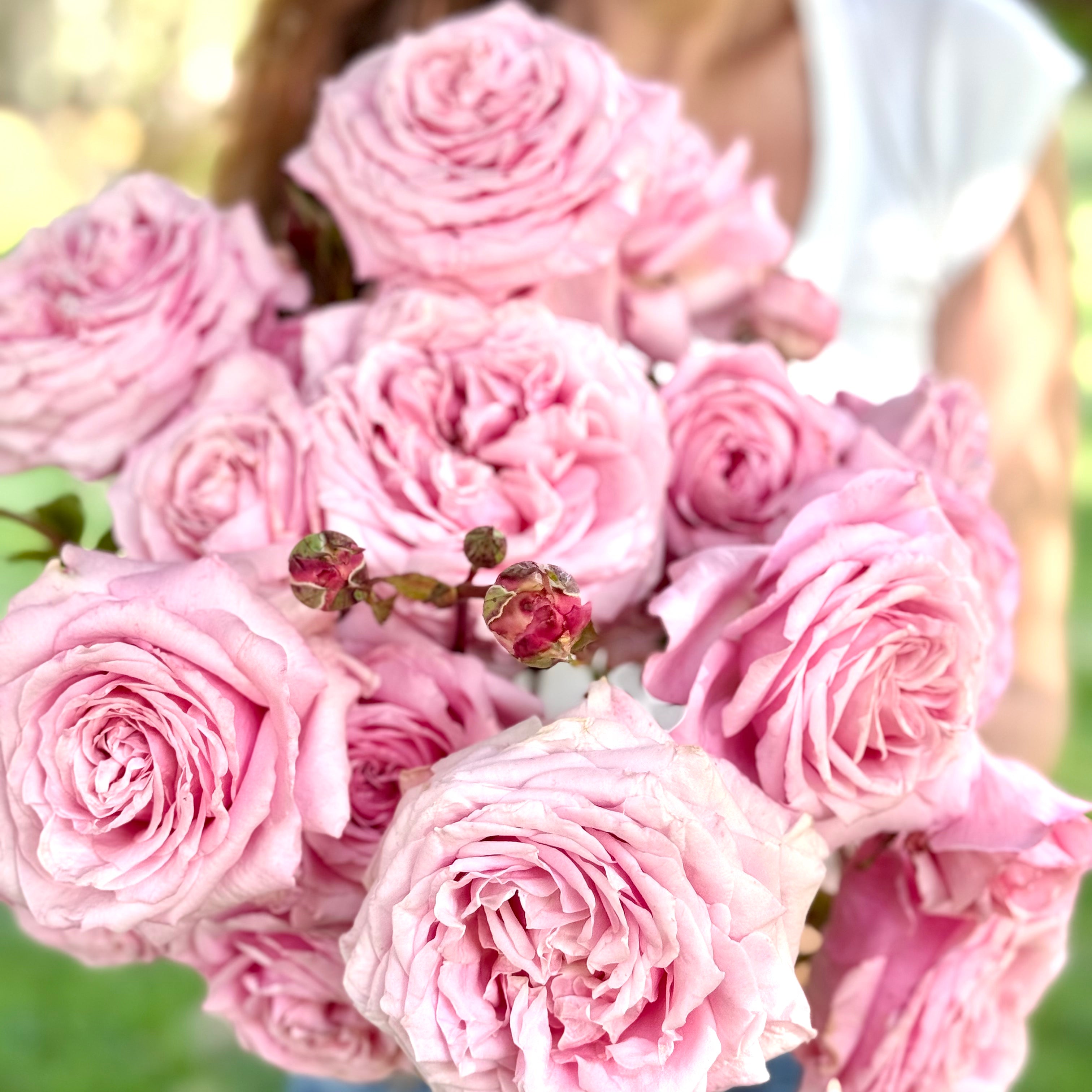 Belinda's Dream Bare Root Rose Bush - Grace Rose Farm