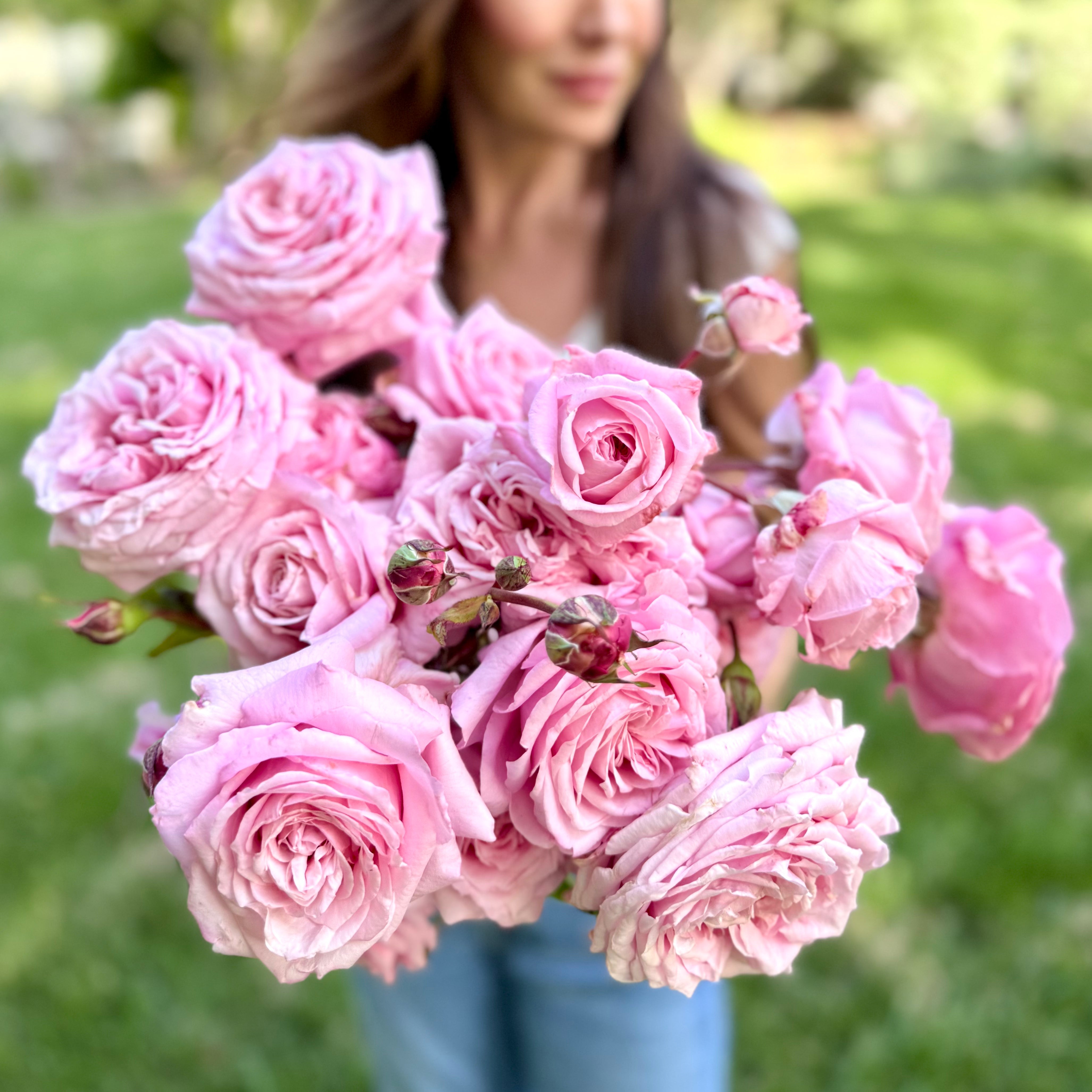 トップス rose Belinda's Dream® Potted Rose Bush - Grace Rose Farm