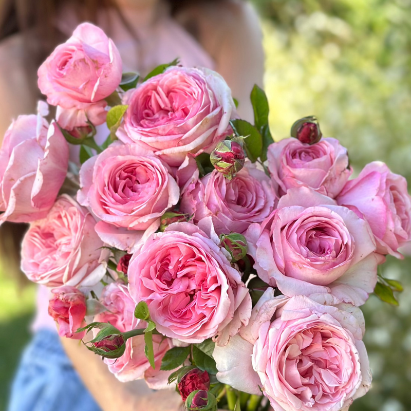 Romantica® Ball Gown™ Potted Rose Bush