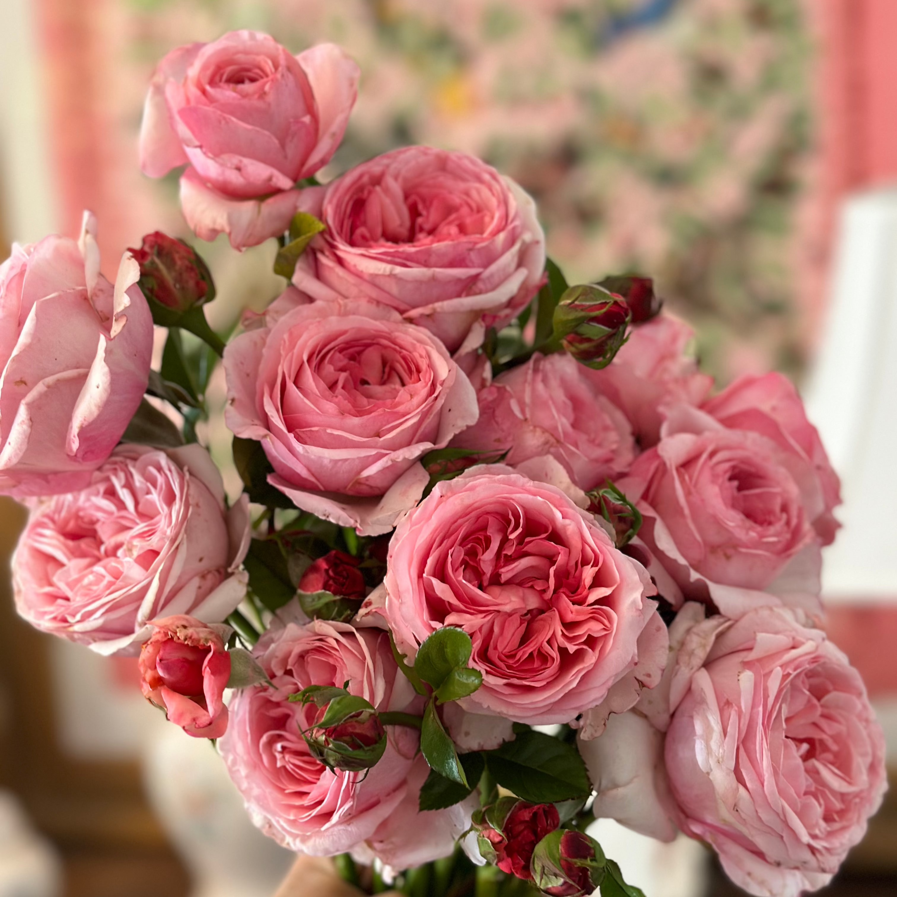 Romantica® Ball Gown™  Bare Root Rose Bush