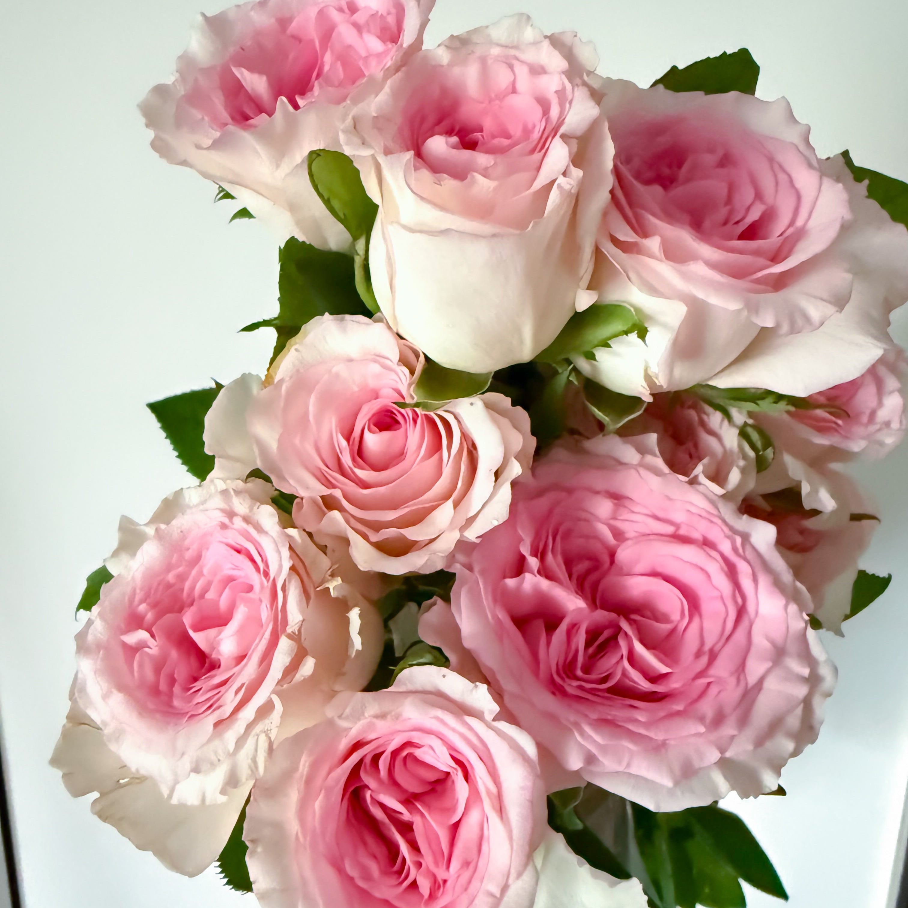 A bouquet of light pink and white roses with green leaves, photographed against a plain light background.
