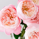 David Austin® Constance™ Bouquet