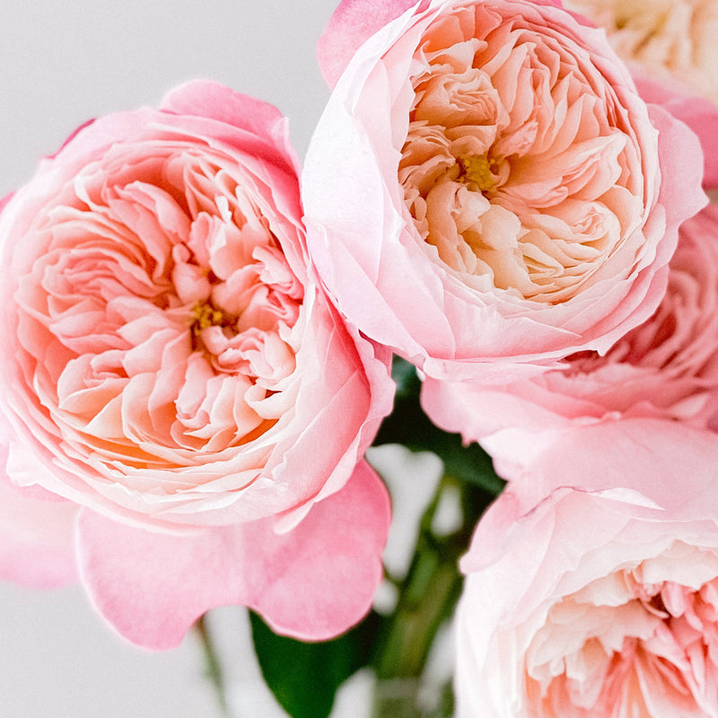 David Austin® Constance™ Bouquet