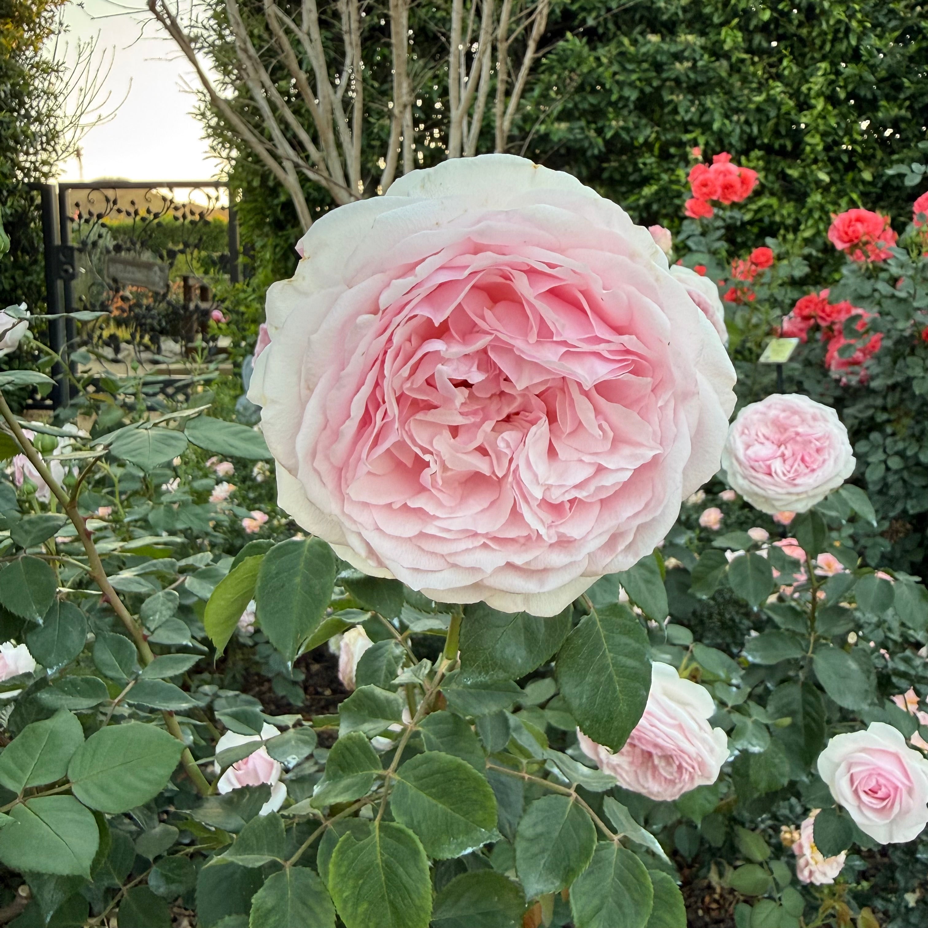 David Austin Olivia Rose Austin Rose Bush