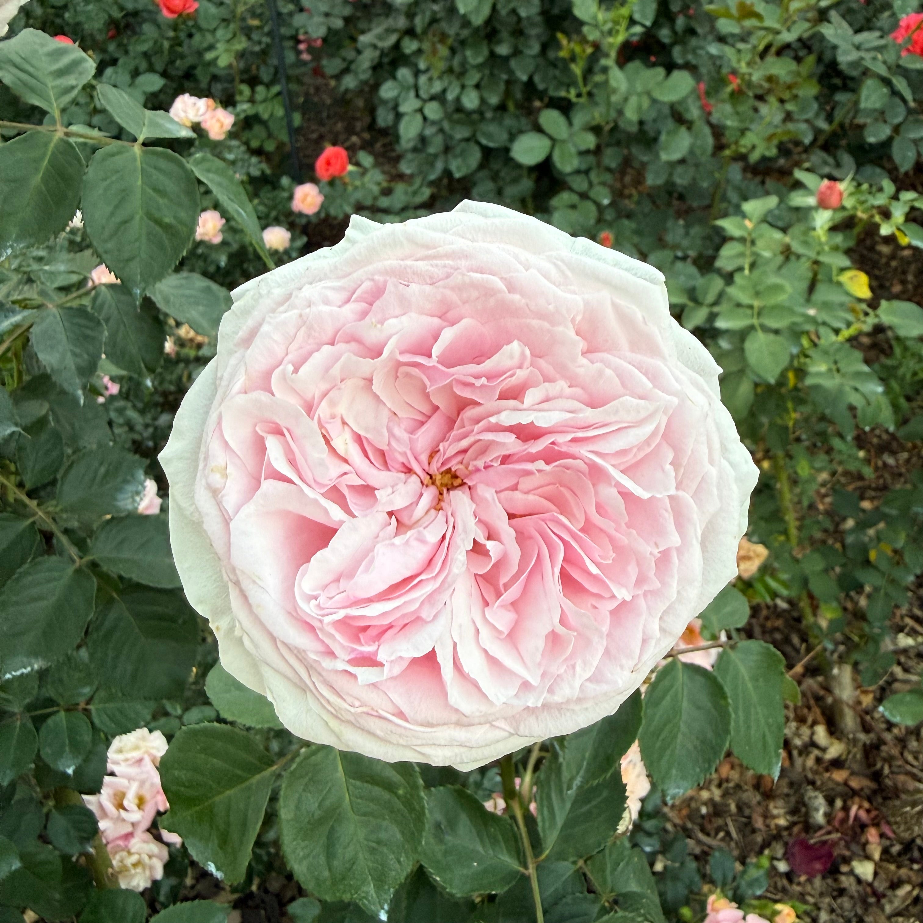 David Austin Olivia Rose Austin Rose Bush - Thumbnail 2