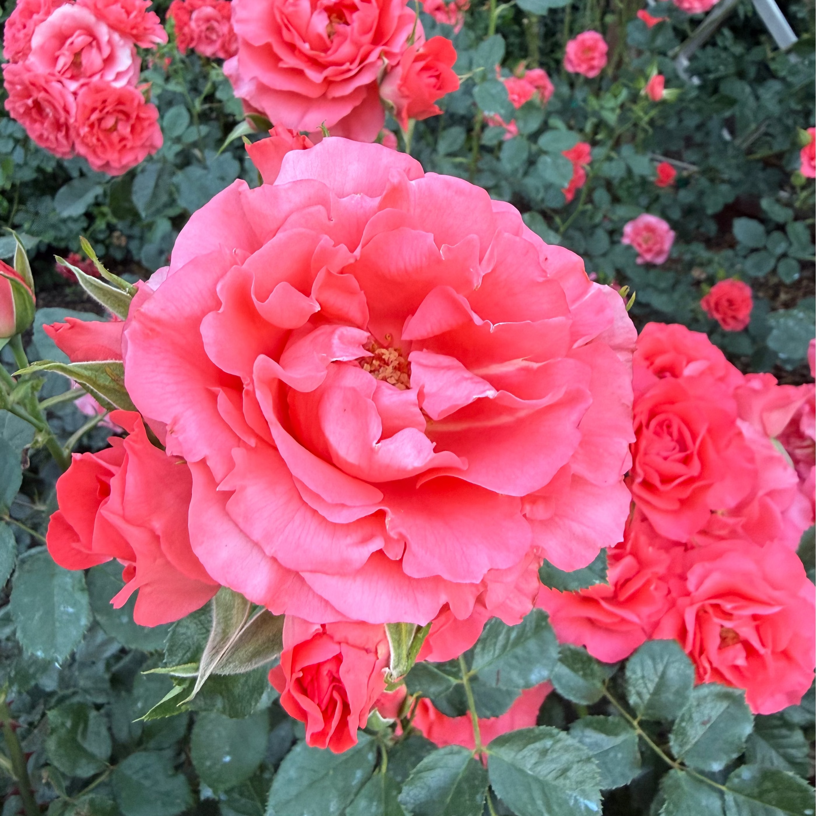 Marmalade Skies™   Bare Root Rose Bush