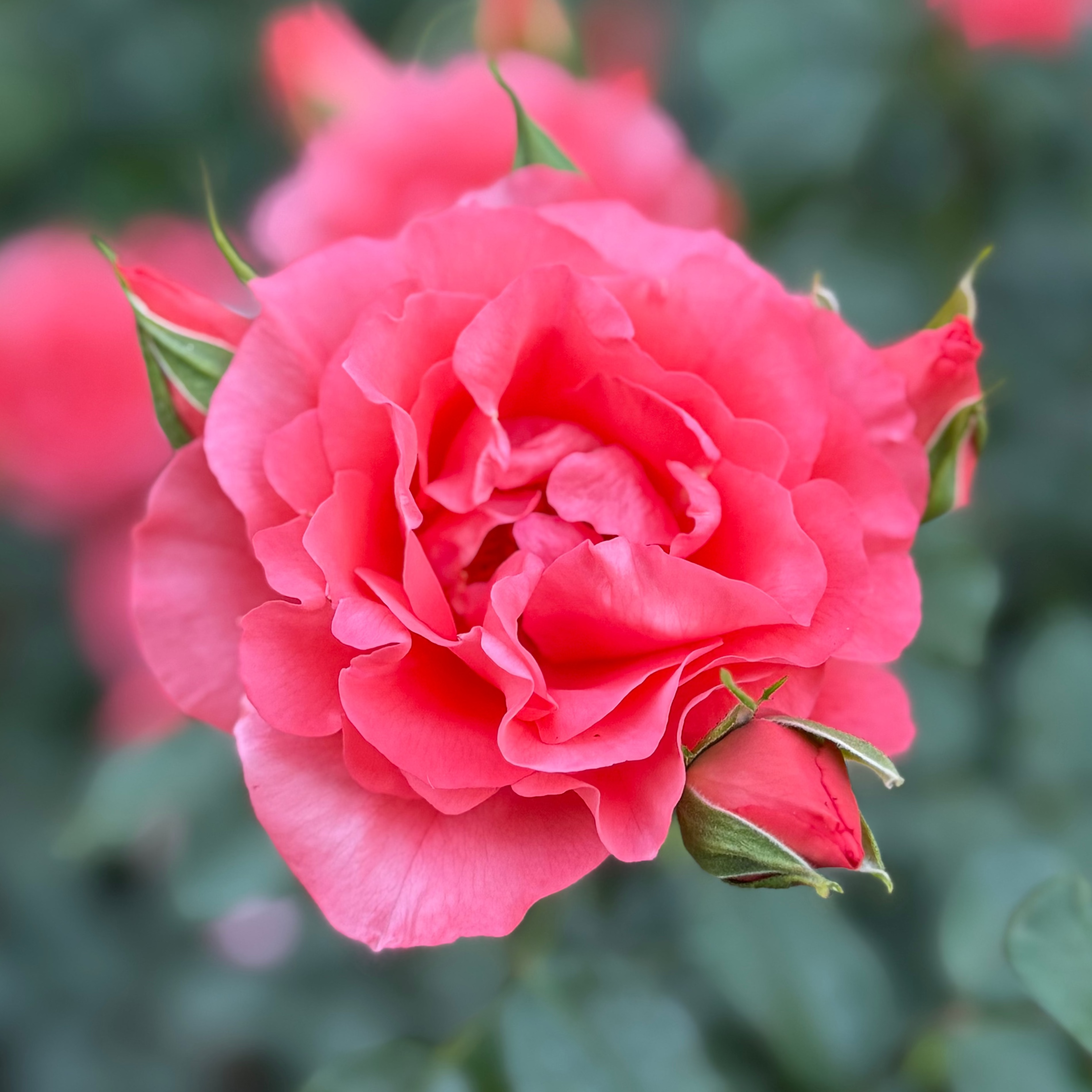 Marmalade Skies™   Bare Root Rose Bush