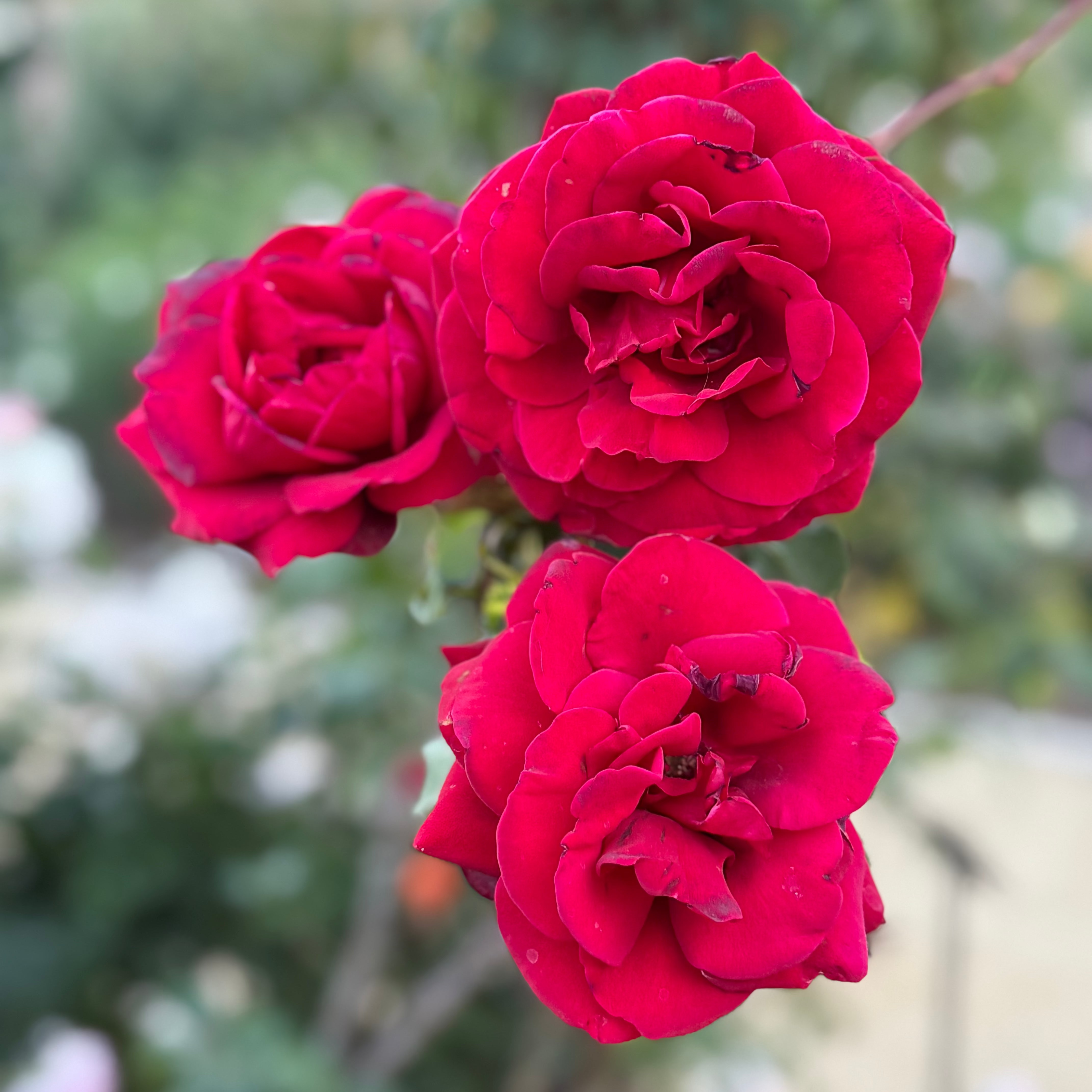 Grace Rose Farm Don Juan Climbing Rose - Thumbnail 3