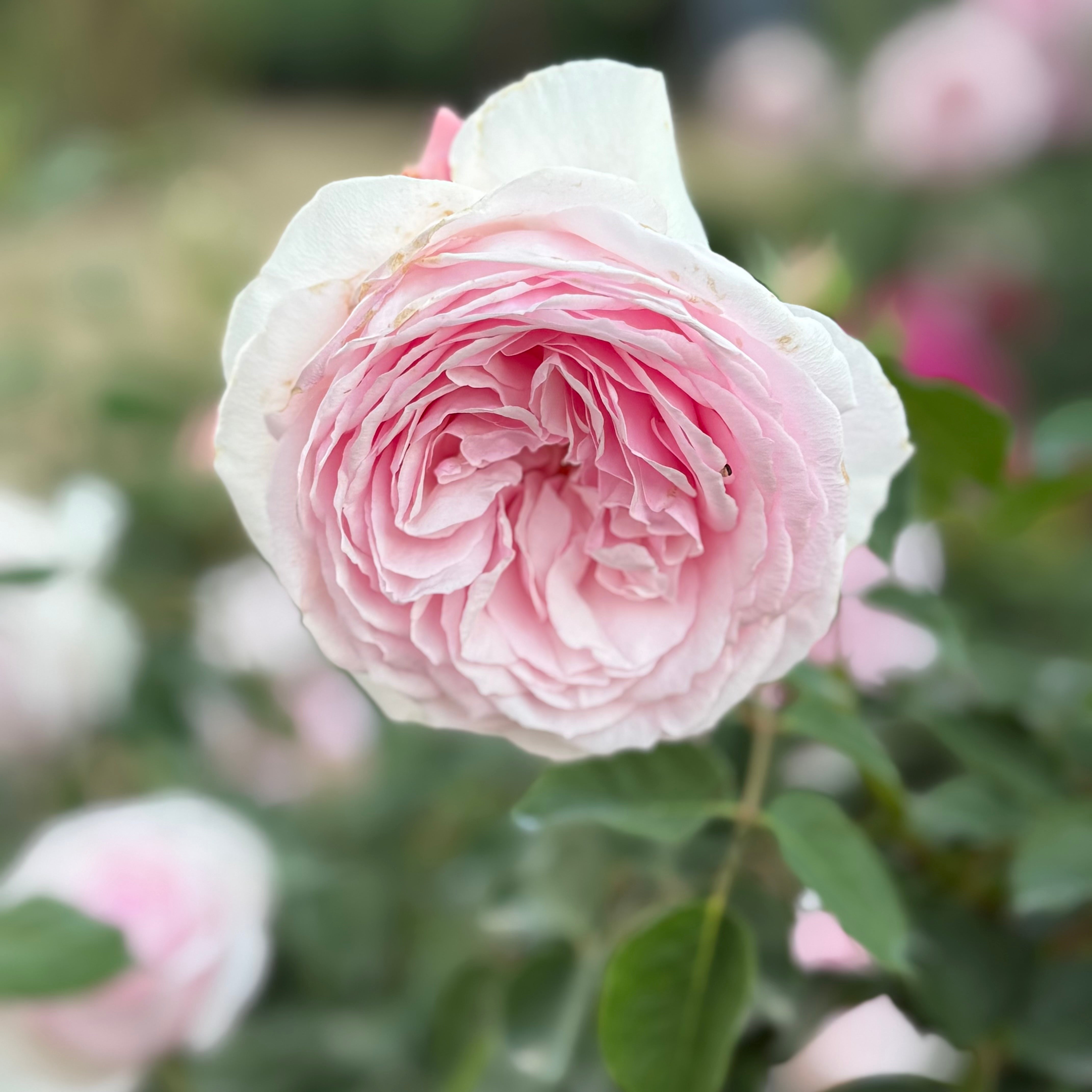 David Austin Olivia Rose Austin Rose Bush - Thumbnail 4