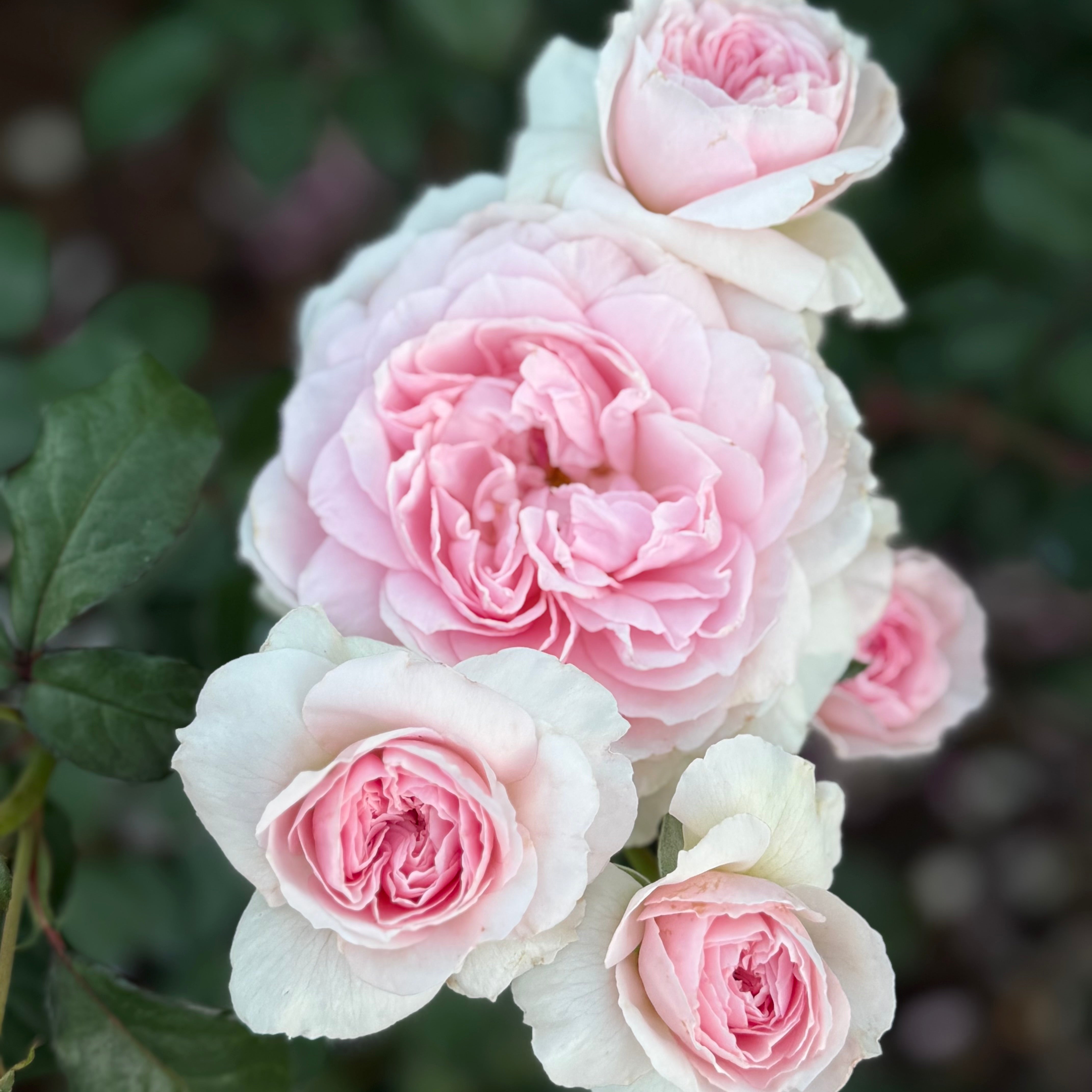 David Austin Olivia Rose Austin Rose Bush - Thumbnail 3