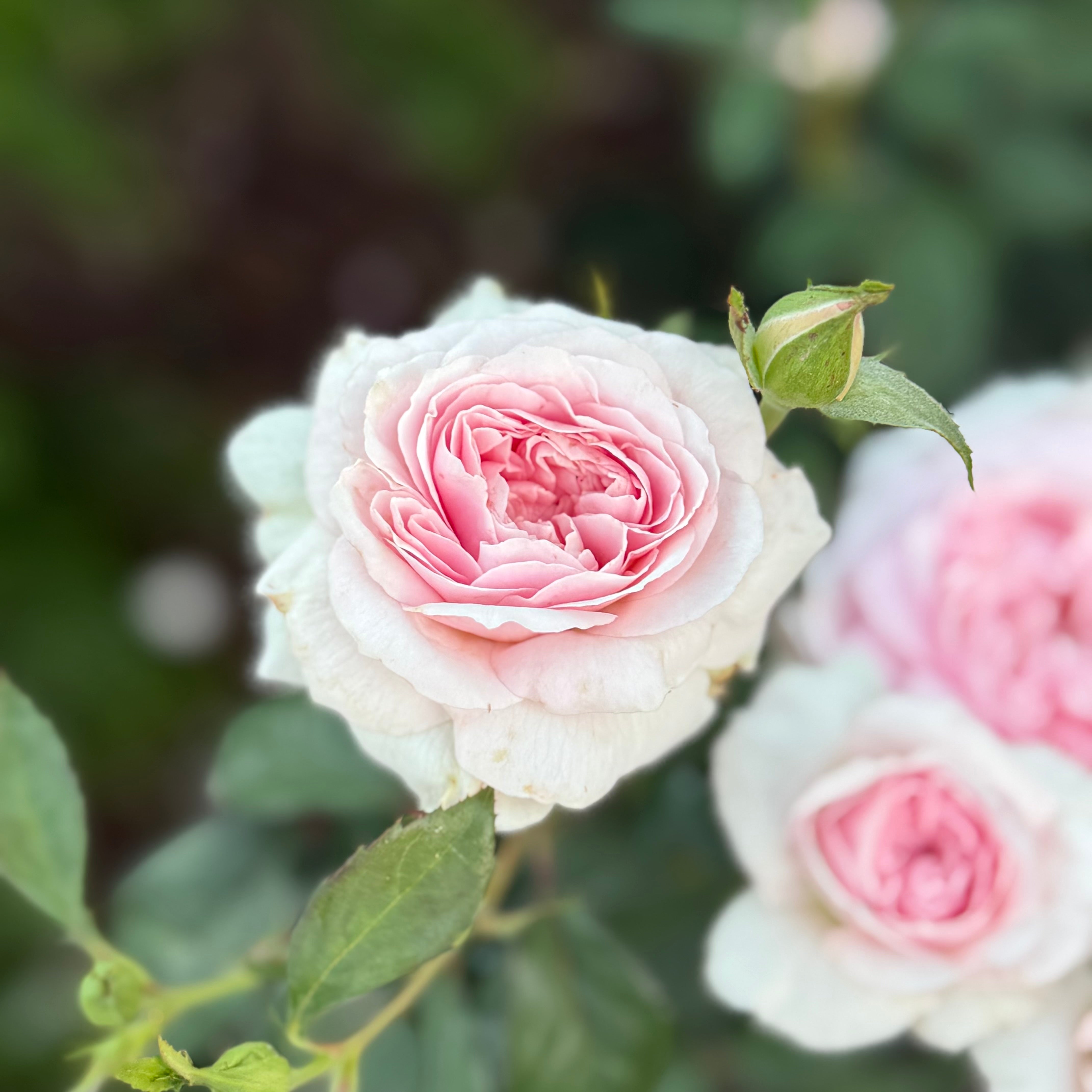 David Austin Olivia Rose Austin Rose Bush - Thumbnail 5