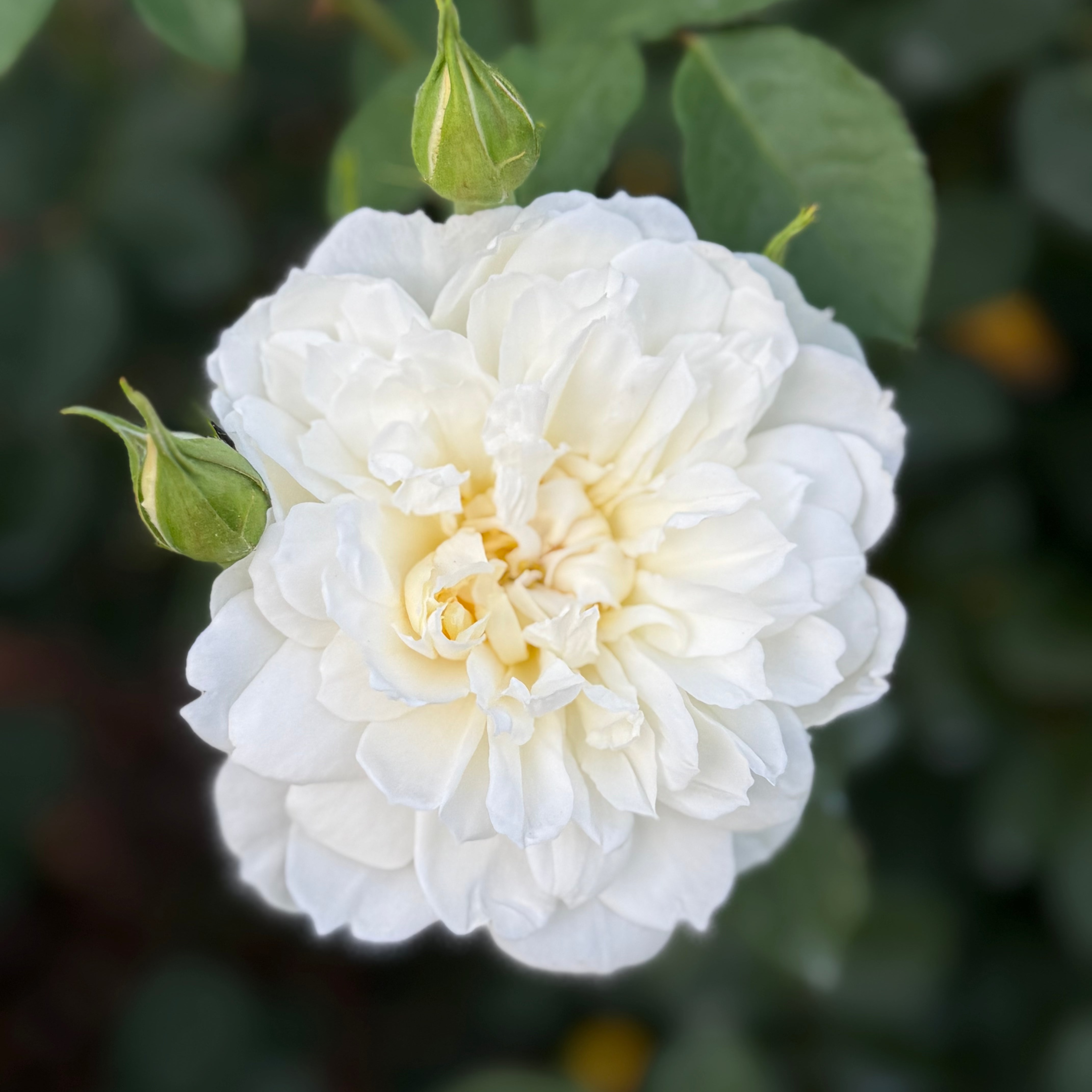 David Austin Roses Imogen - Thumbnail 3
