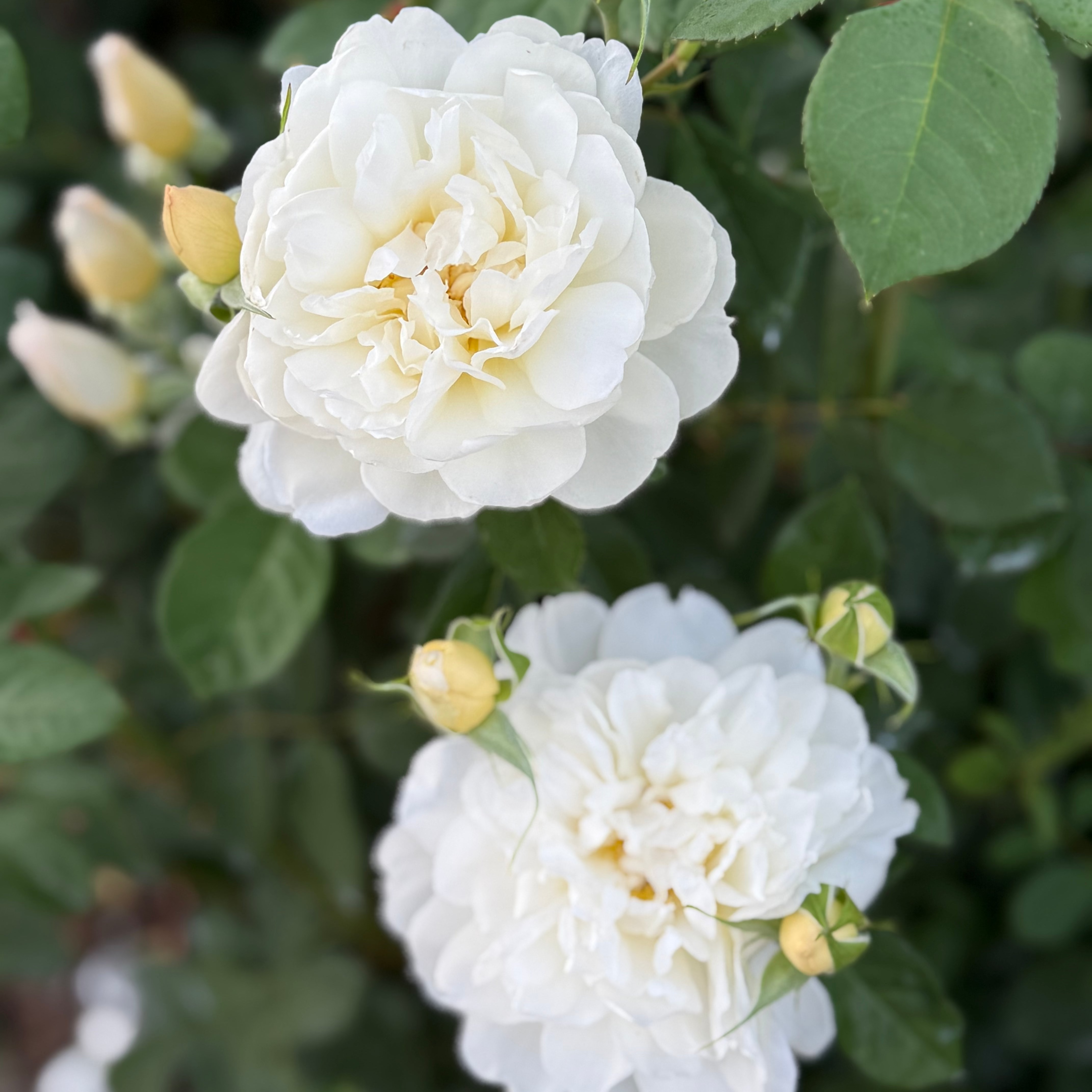 David Austin Roses Imogen - Thumbnail 5
