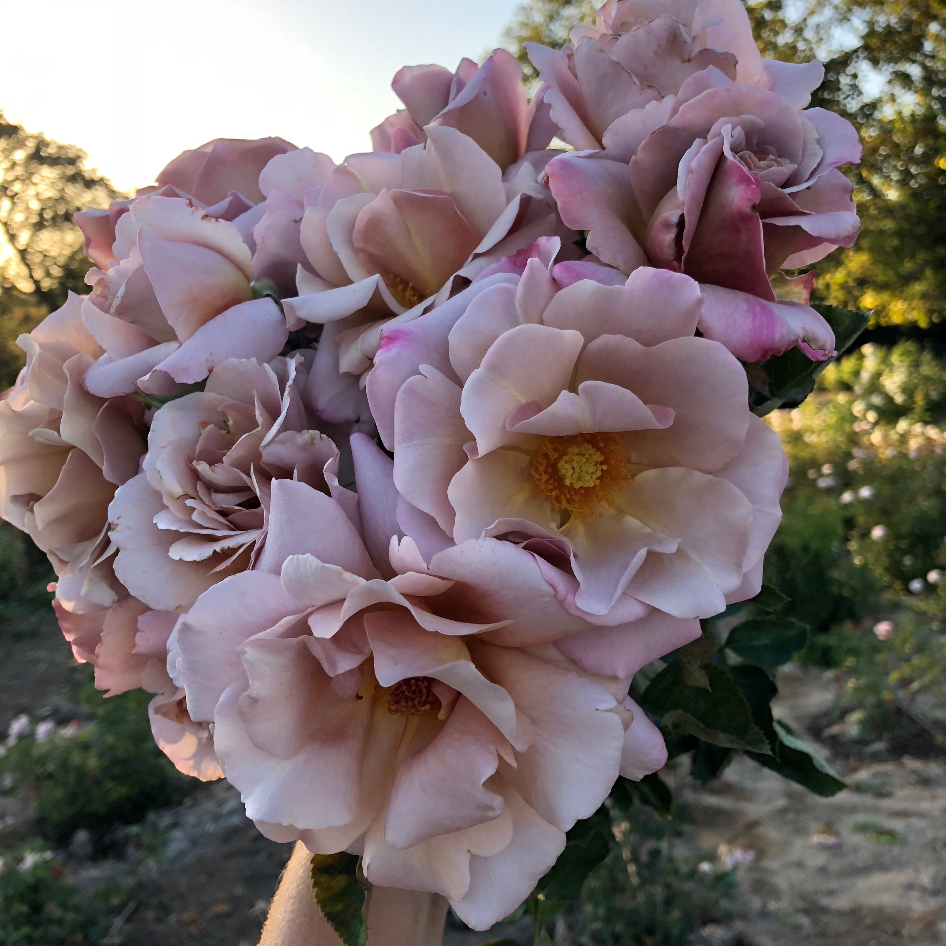 Connie's Sandstorm Potted Rose Bush