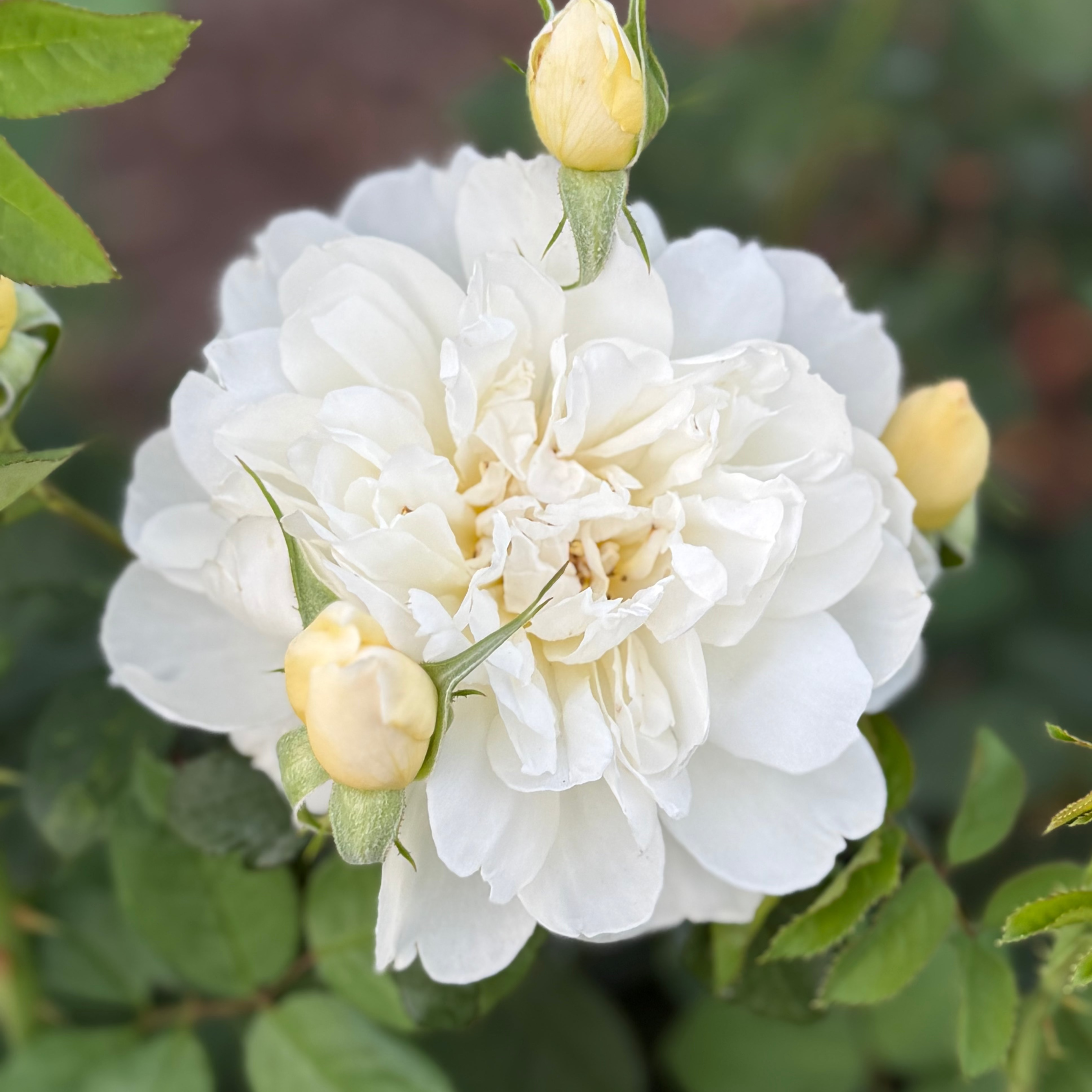 David Austin® Imogen® Potted Rose Bush