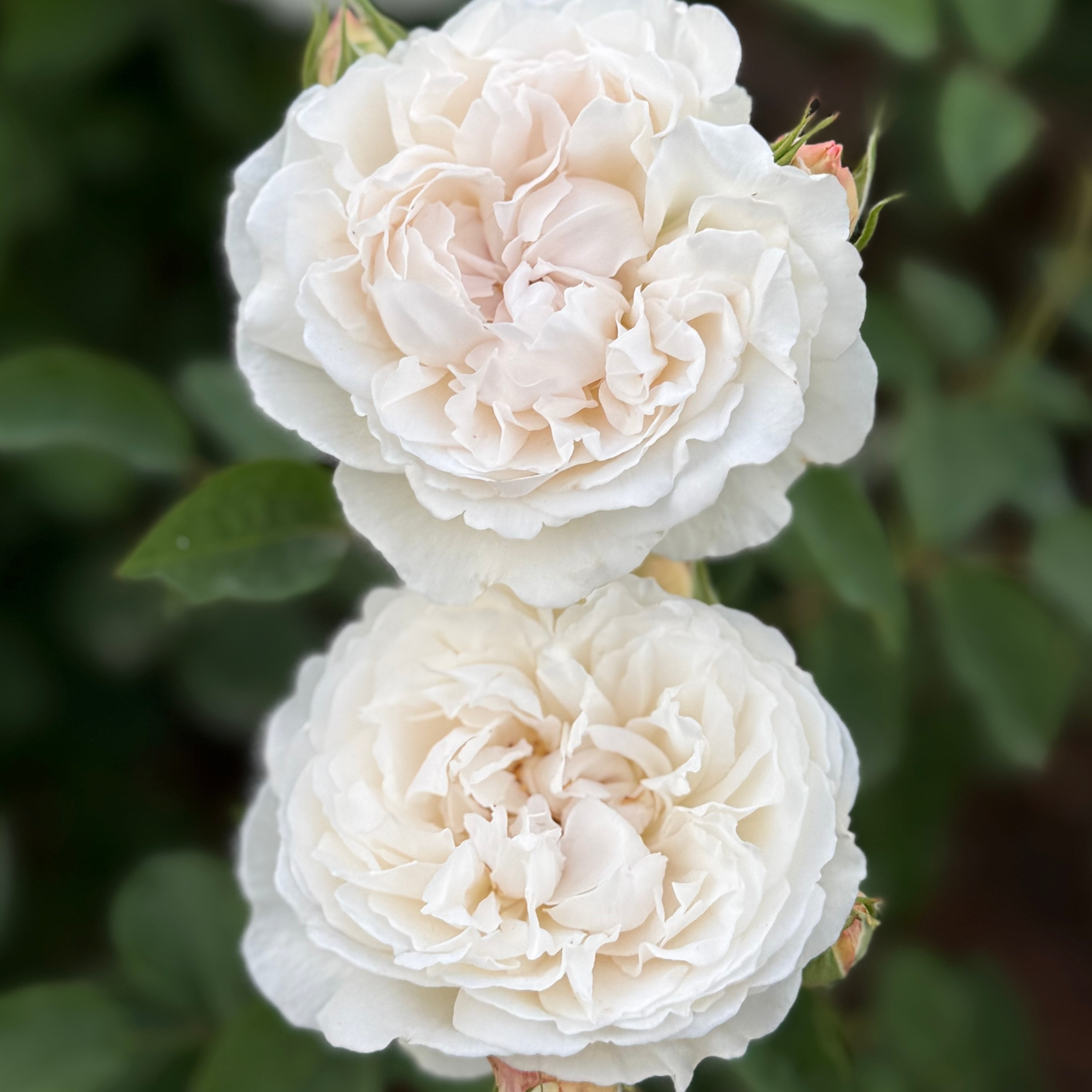 David Austin Roses Winchester Cathedral Rose Bush - Thumbnail 5