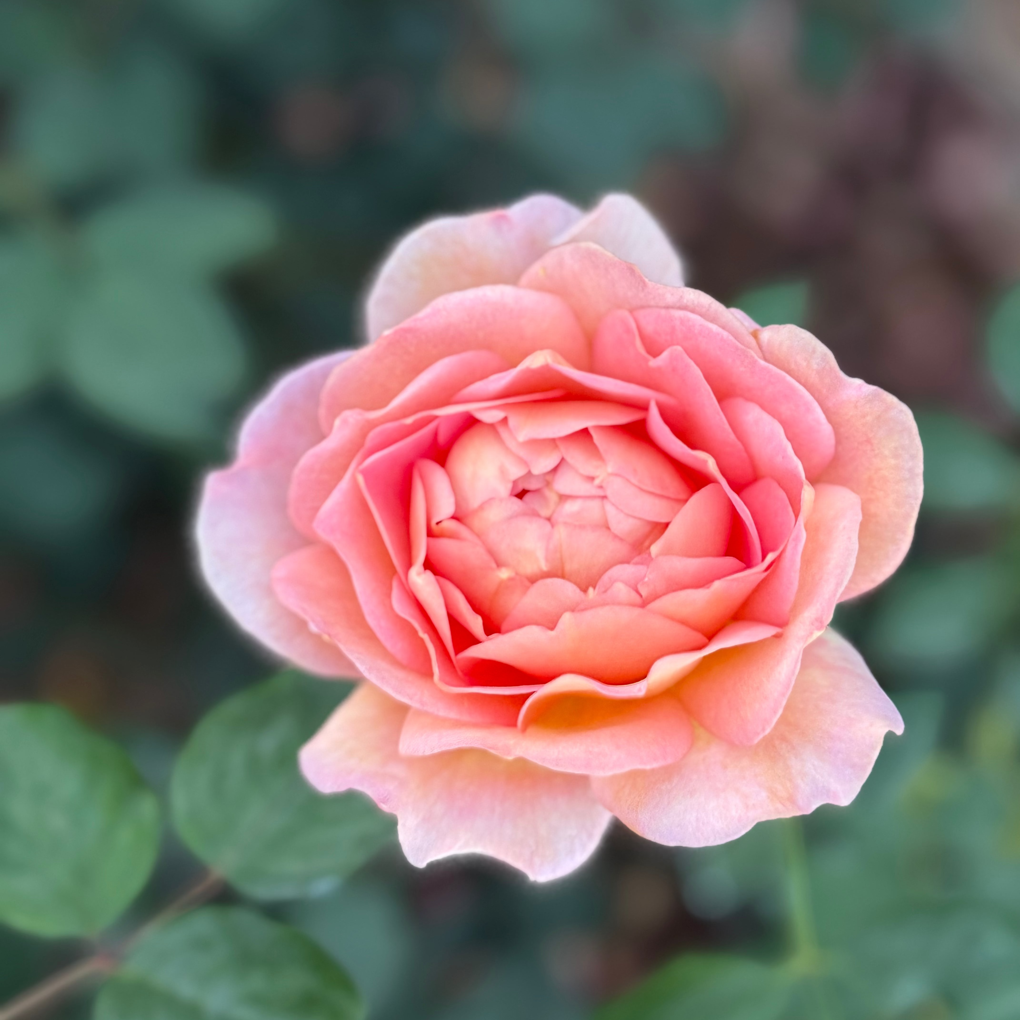 David Austin Roses Lady Emma Hamilton Rose Bush - Thumbnail 3