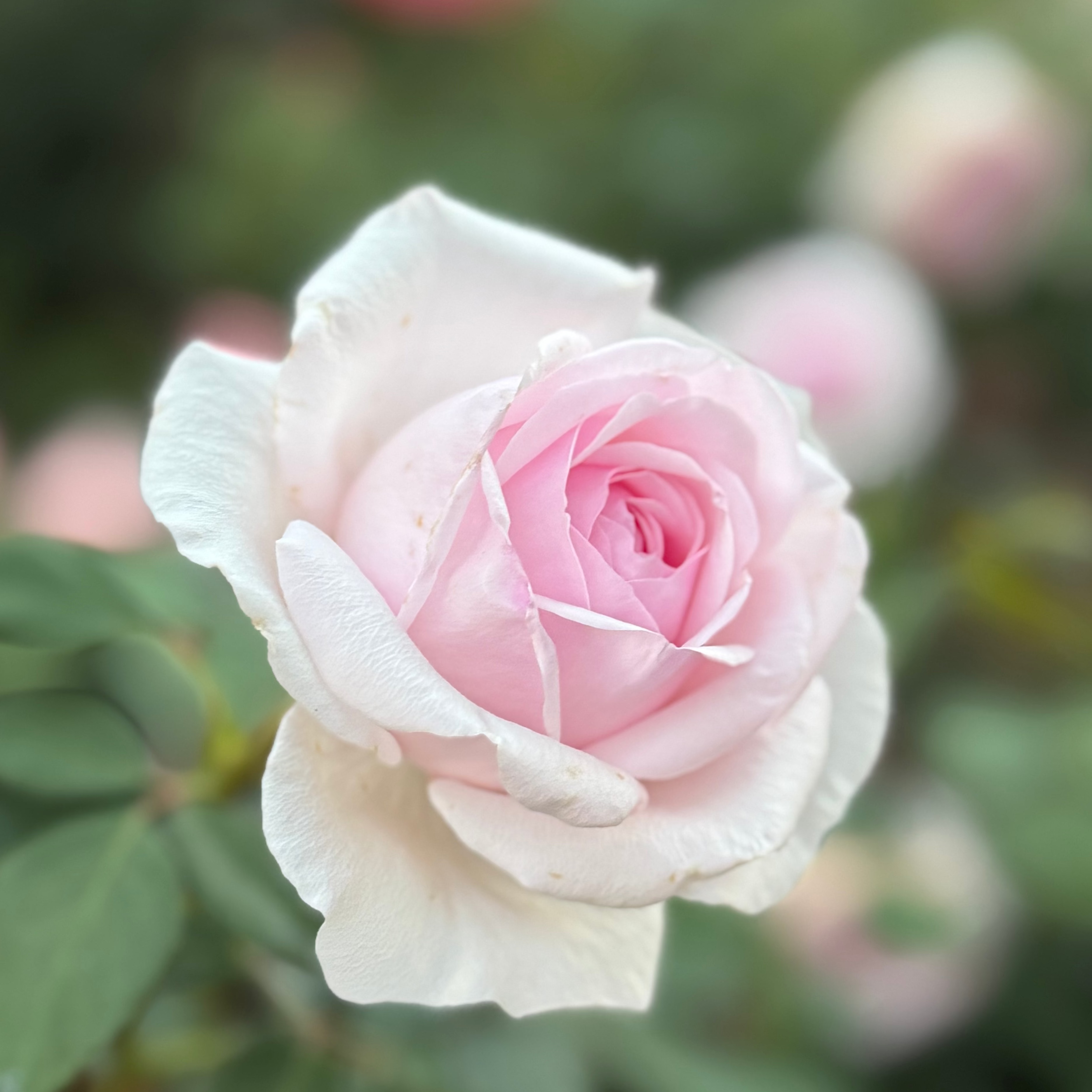 David Austin® Olivia Rose Austin™ Potted Rose Bush