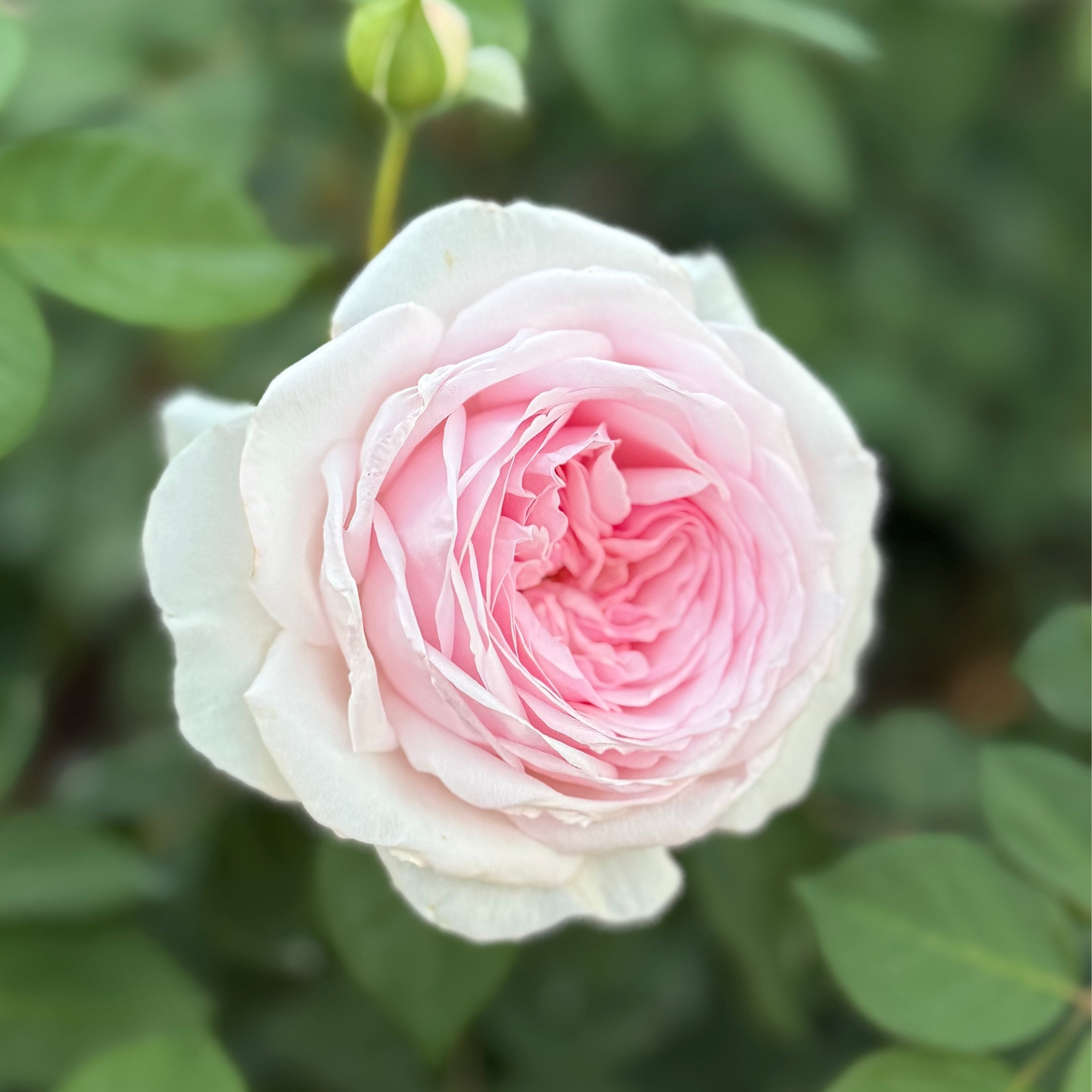 David Austin® Olivia Rose Austin™ Potted Rose Bush