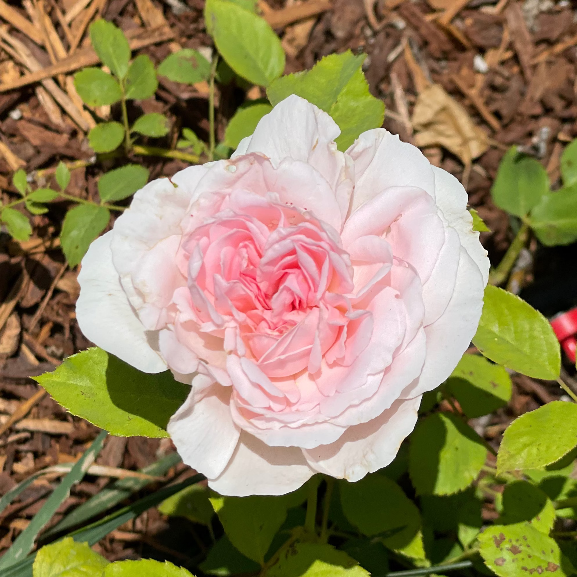 Wedding Box Potted Rose Bush