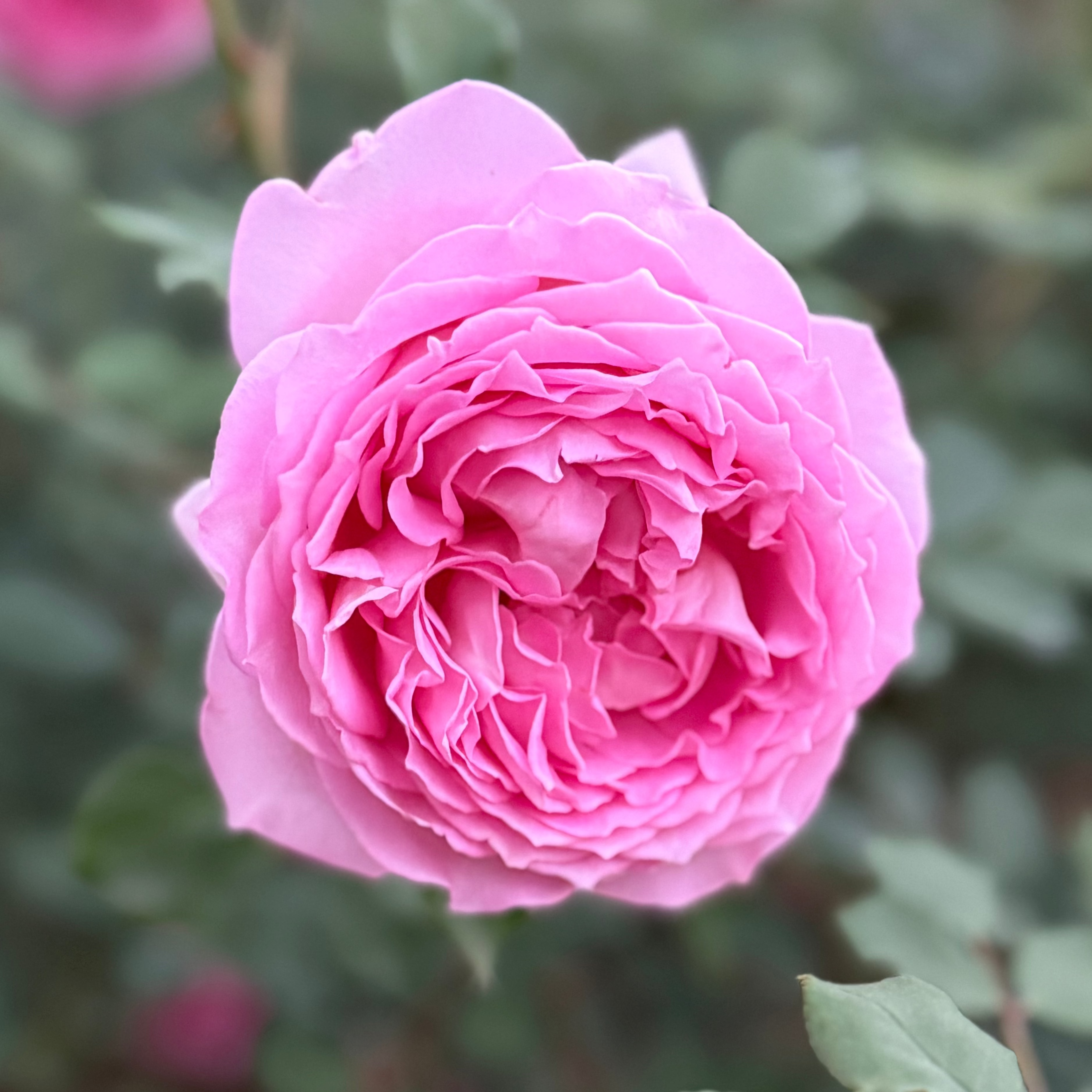 David Austin® Jubilee Celebration® Potted Rose Bush