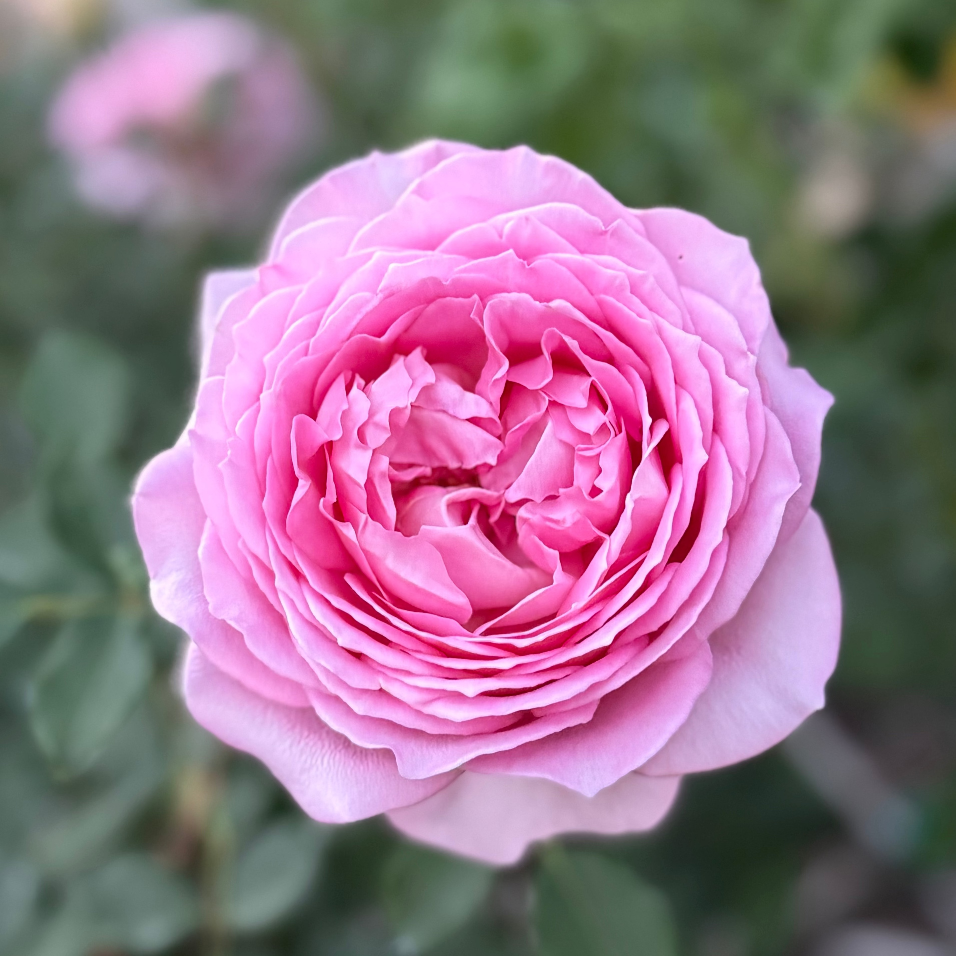 David Austin® Jubilee Celebration® Potted Rose Bush