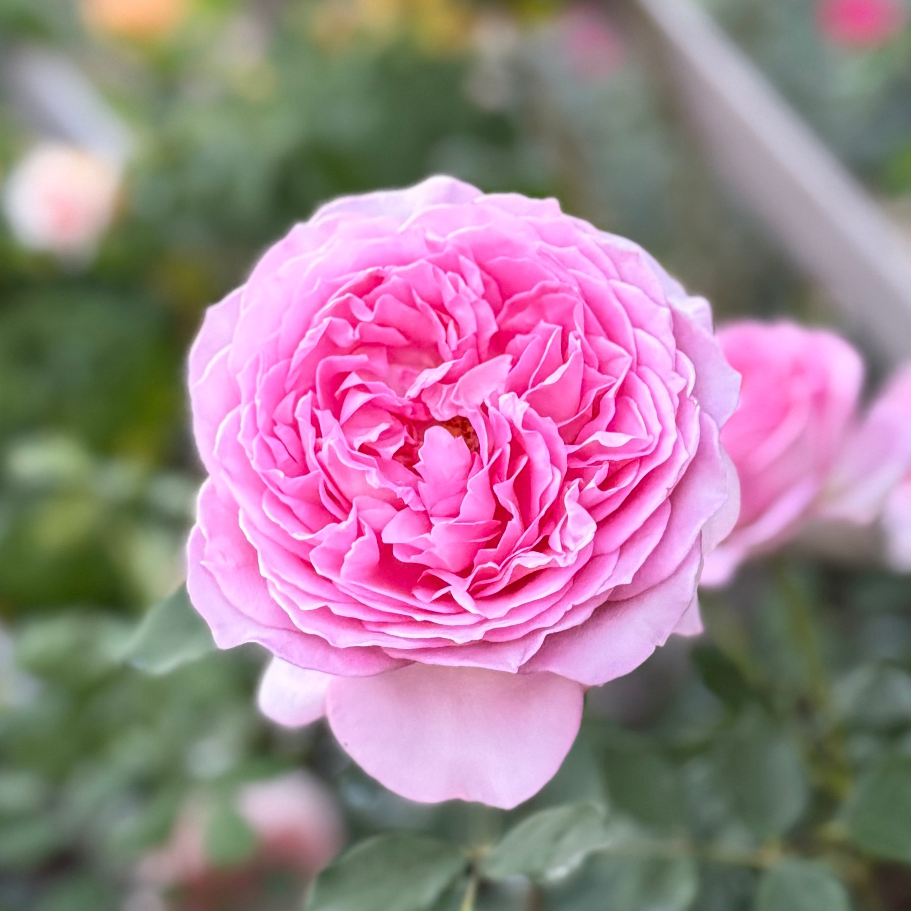 David Austin® Jubilee Celebration® Potted Rose Bush