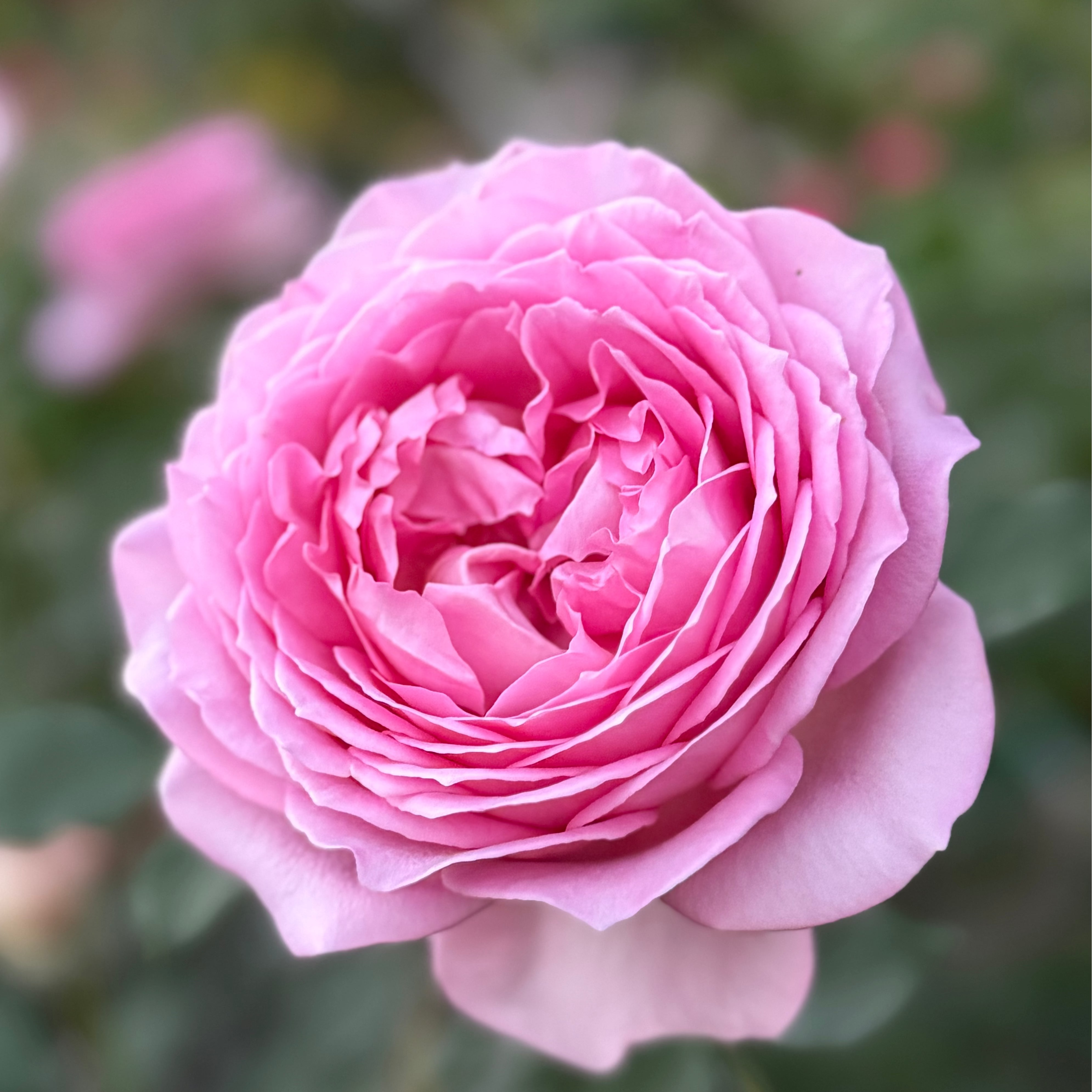 David Austin® Jubilee Celebration® Potted Rose Bush