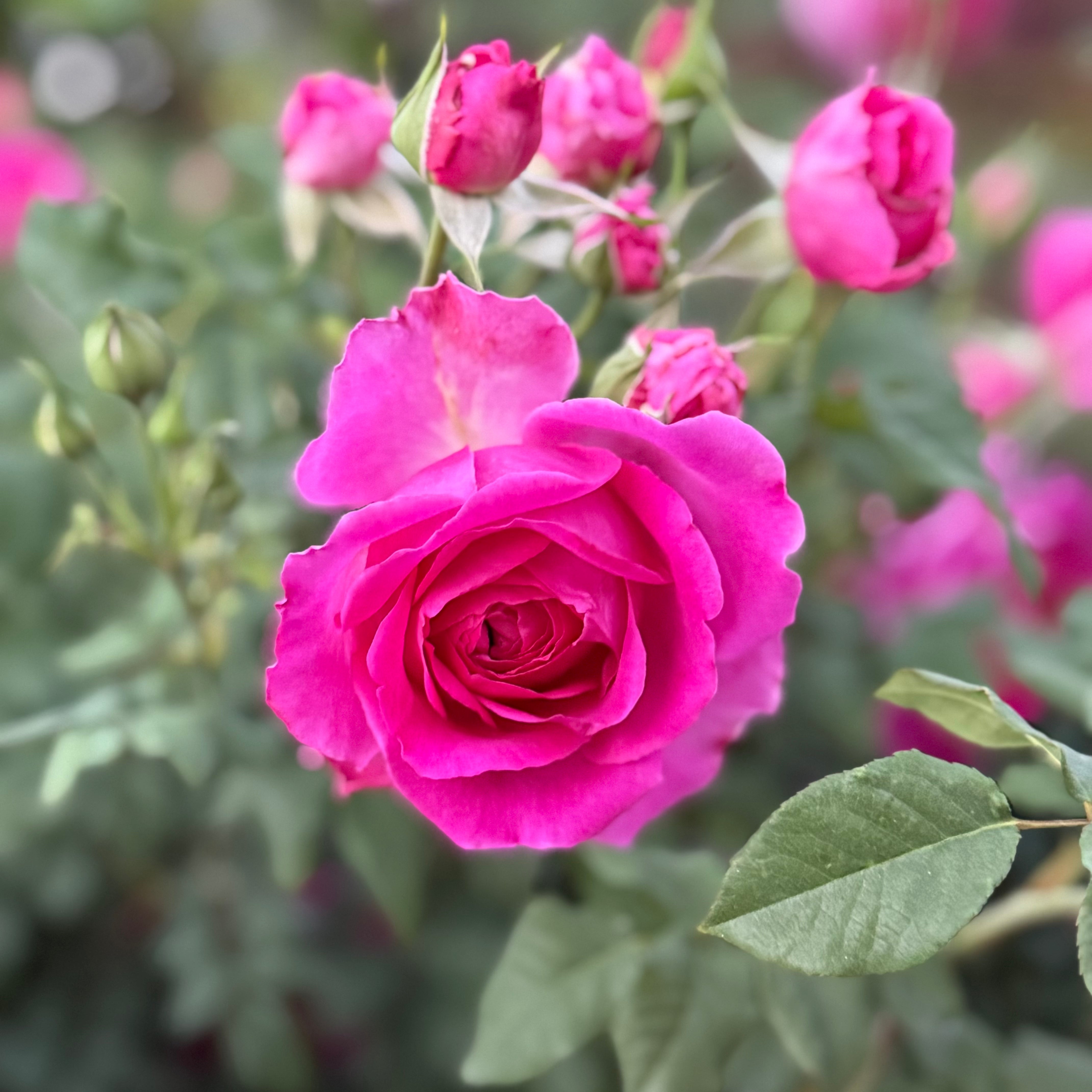 David Austin Roses Young Lycidas Rose Bush - Thumbnail 3