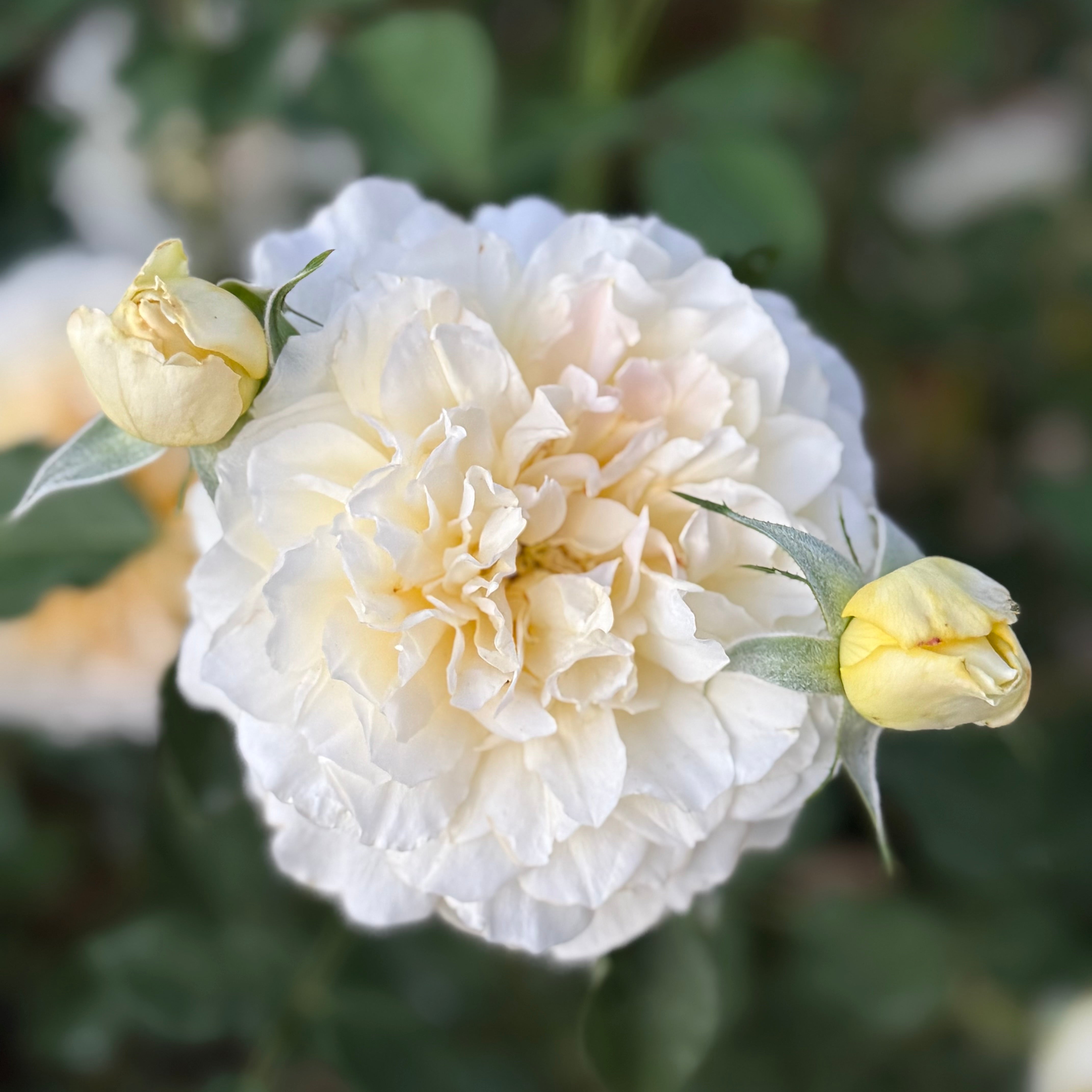 Molineux Potted Rose Bush | Yellow David Austin Rose Bush | Grace