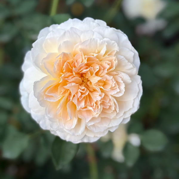 Molineux Potted Rose Bush | Yellow David Austin Rose Bush | Grace