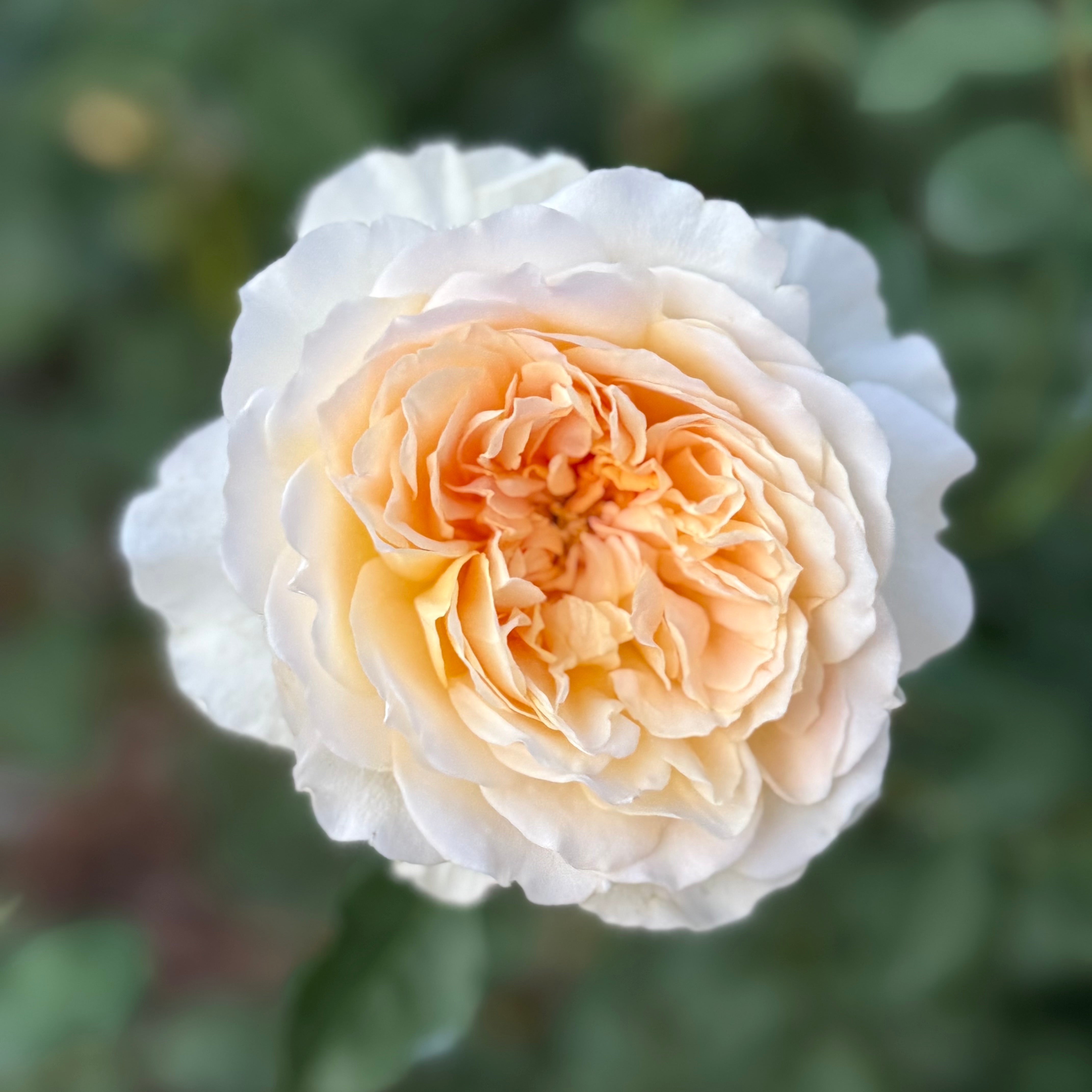 David Austin Roses Molineux Rose Bush