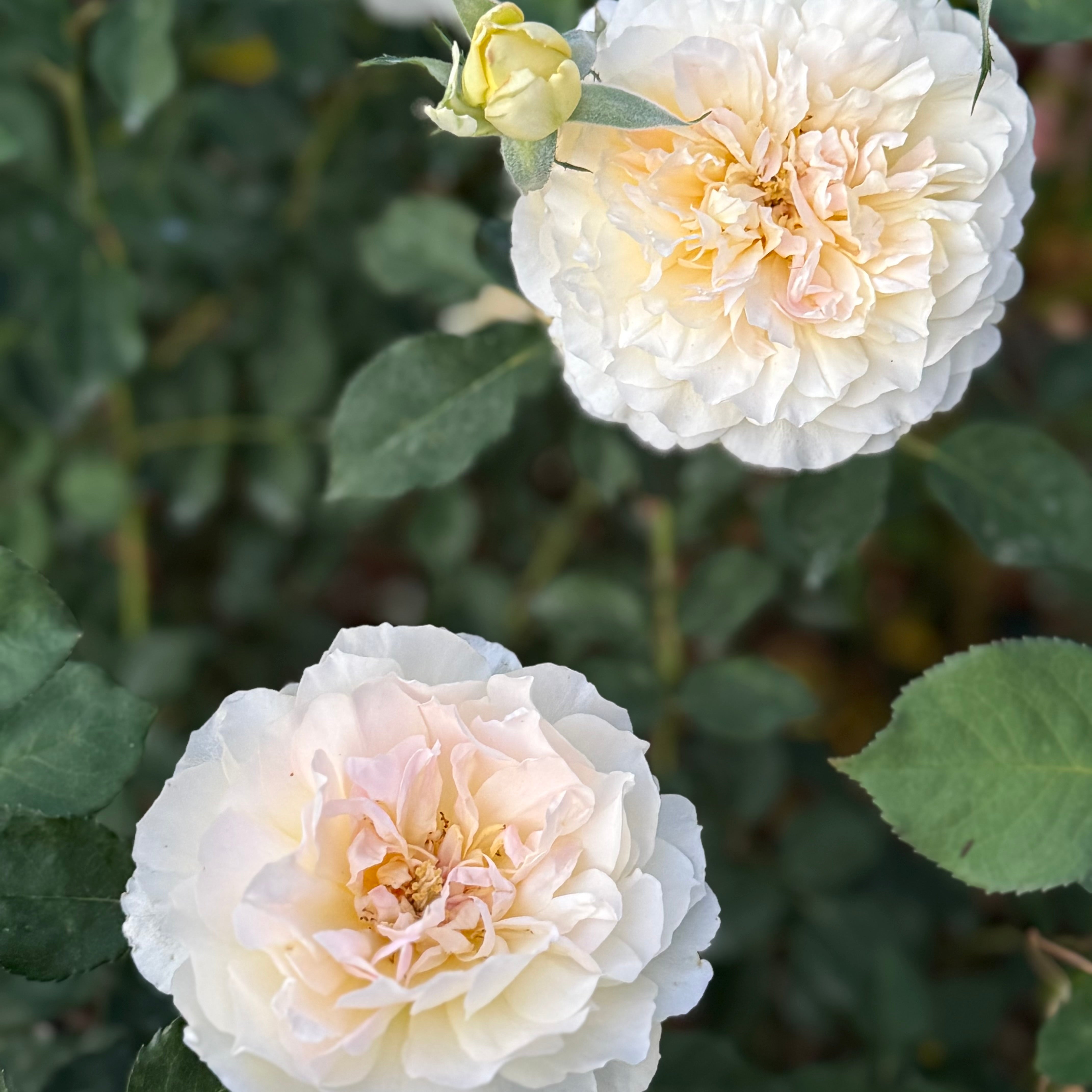 David Austin Roses Molineux Rose Bush - Thumbnail 4