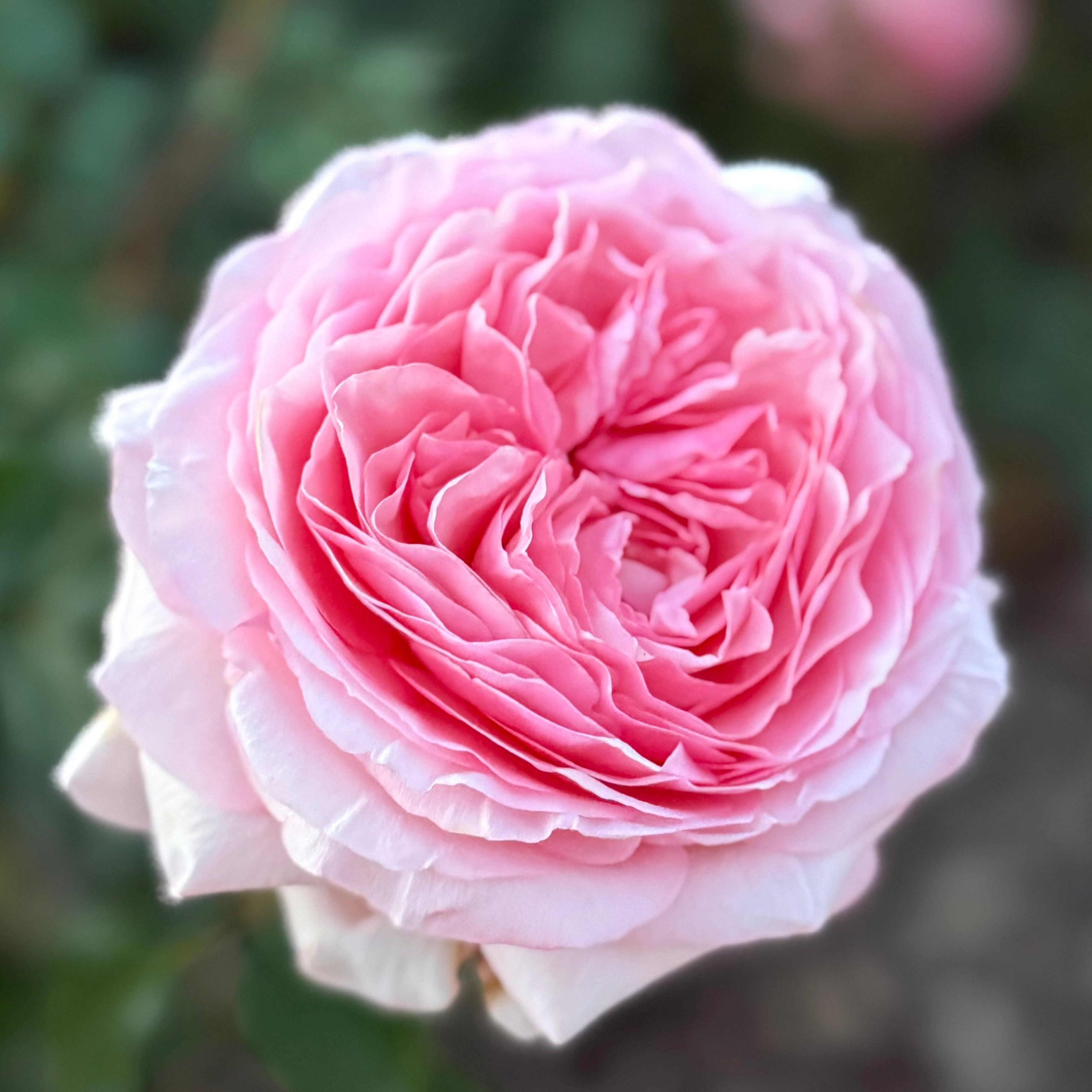 Martha Stewart™ Potted Rose Bush