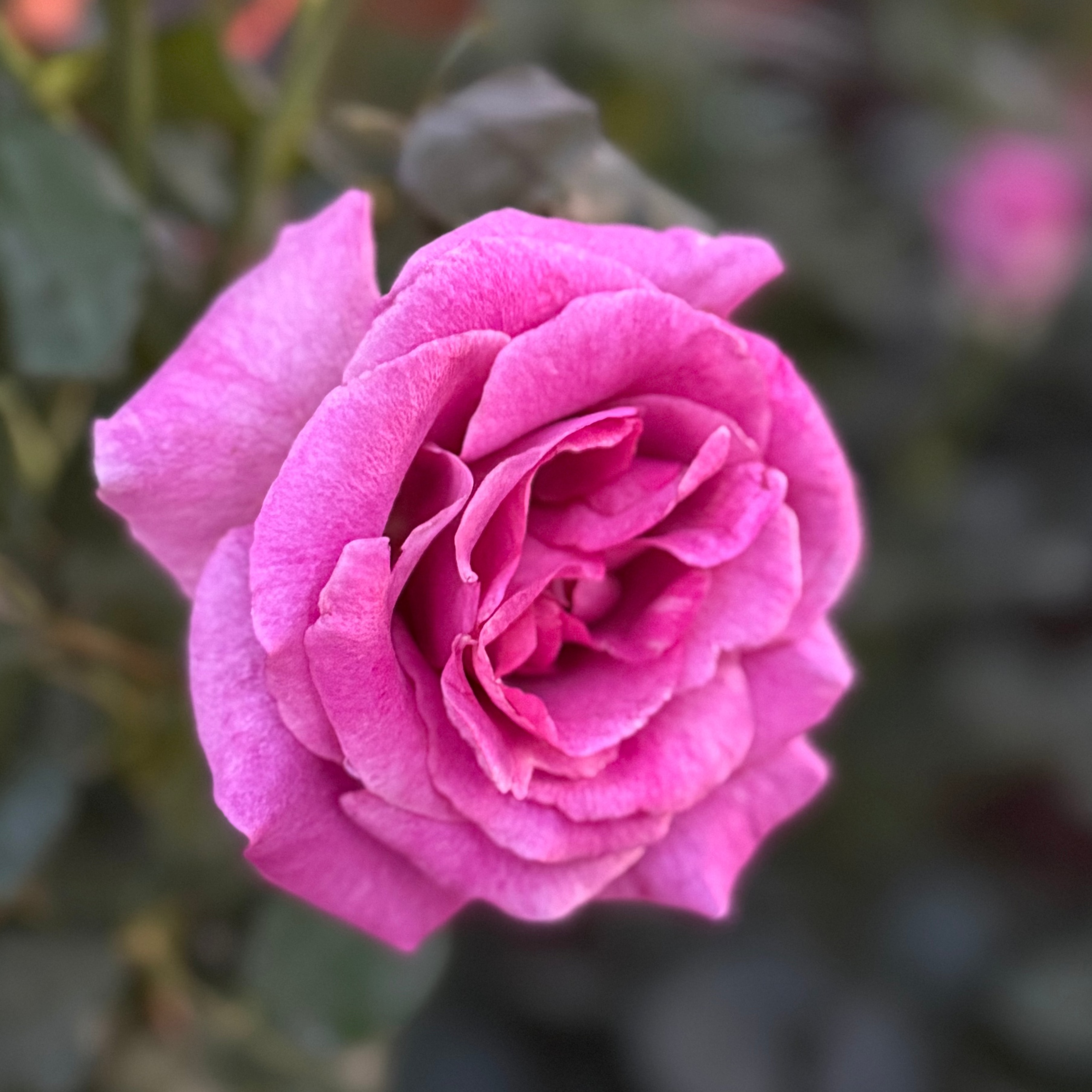 Melody Parfumee™ Bare Root Rose Bush