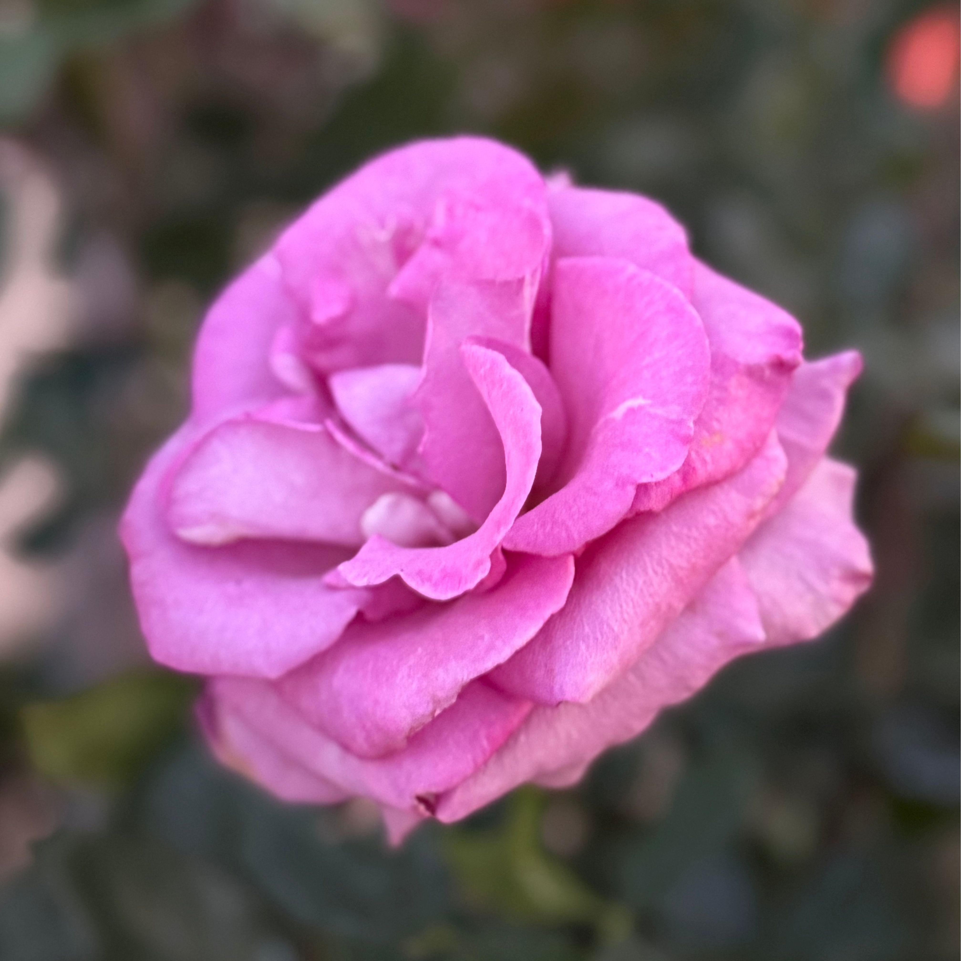 Melody Parfumee™ Bare Root Rose Bush
