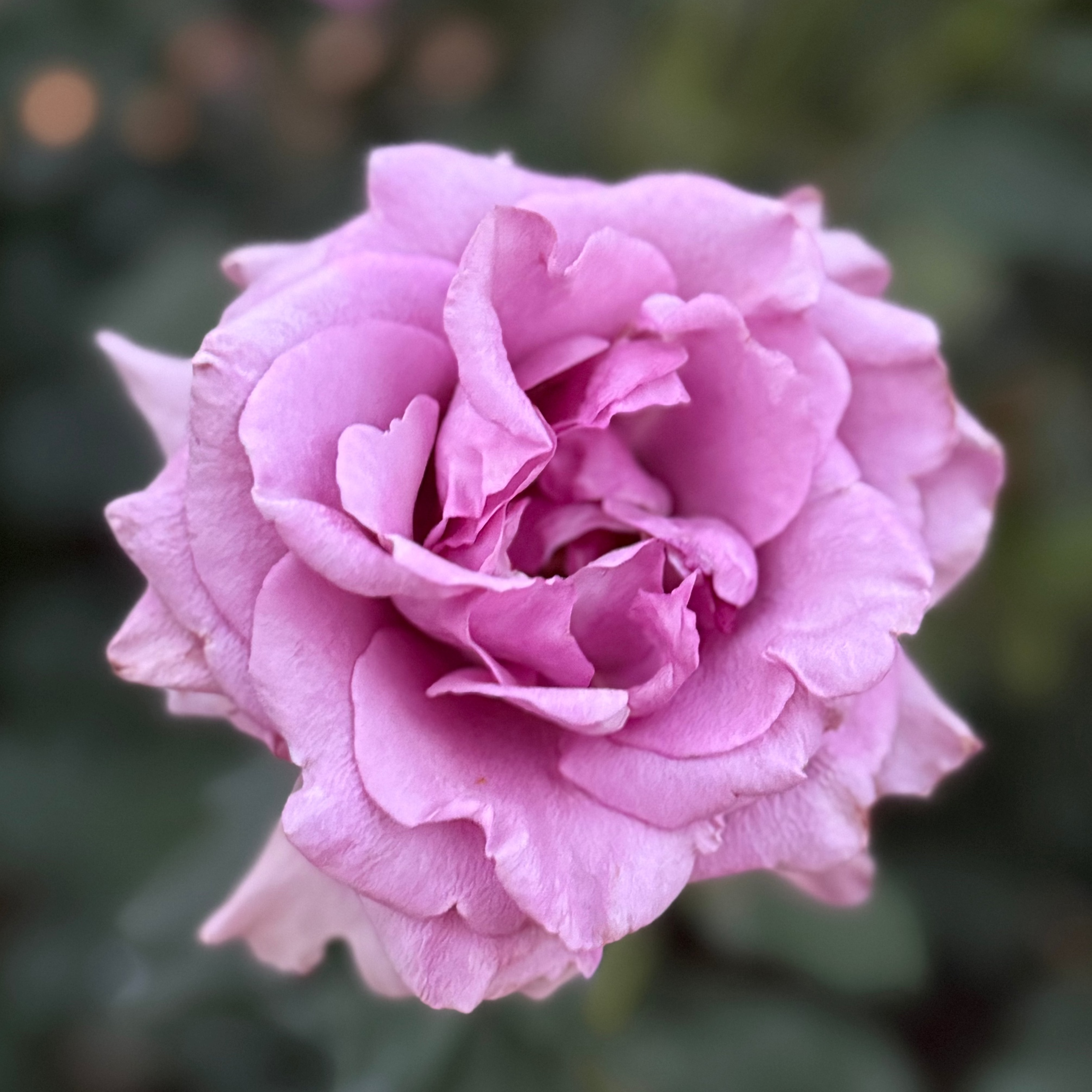 Melody Parfumee™ Bare Root Rose Bush