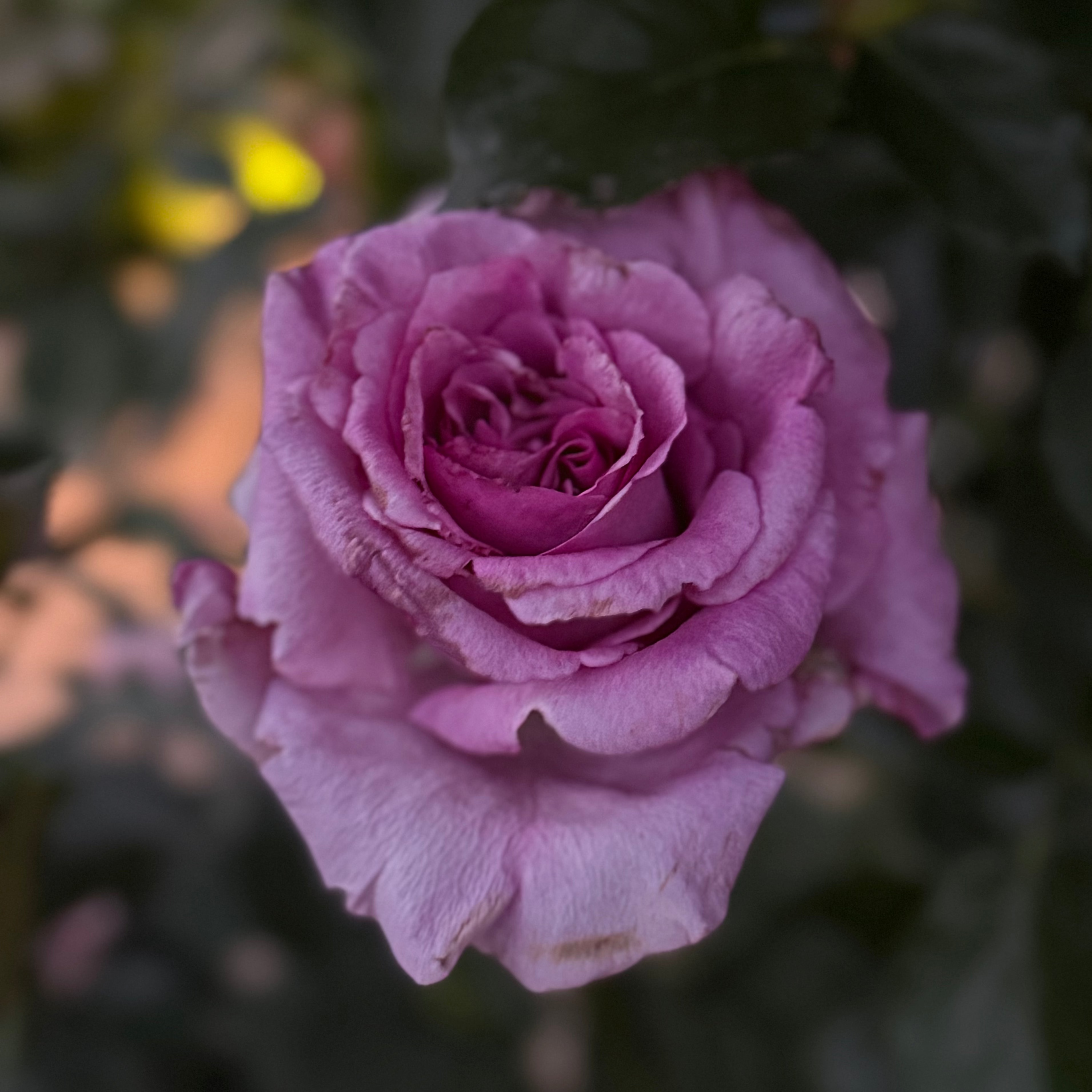 Melody Parfumee™ Bare Root Rose Bush