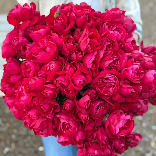 In Love Again™ Potted Tree Rose - Grace Rose Farm