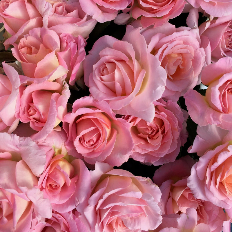 Elle® Potted Rose Bush