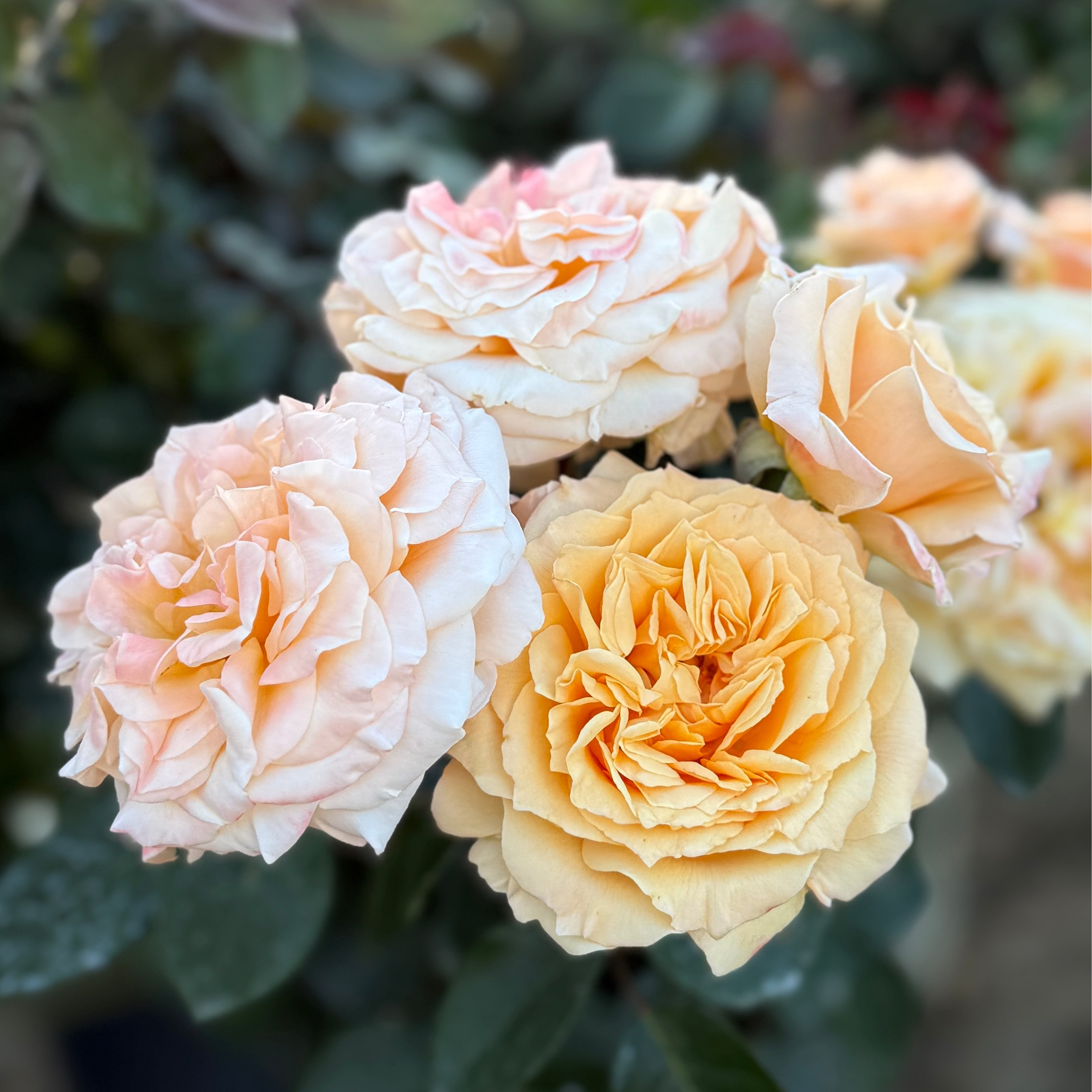 Morning Glow™ Bare Root Rose Bush