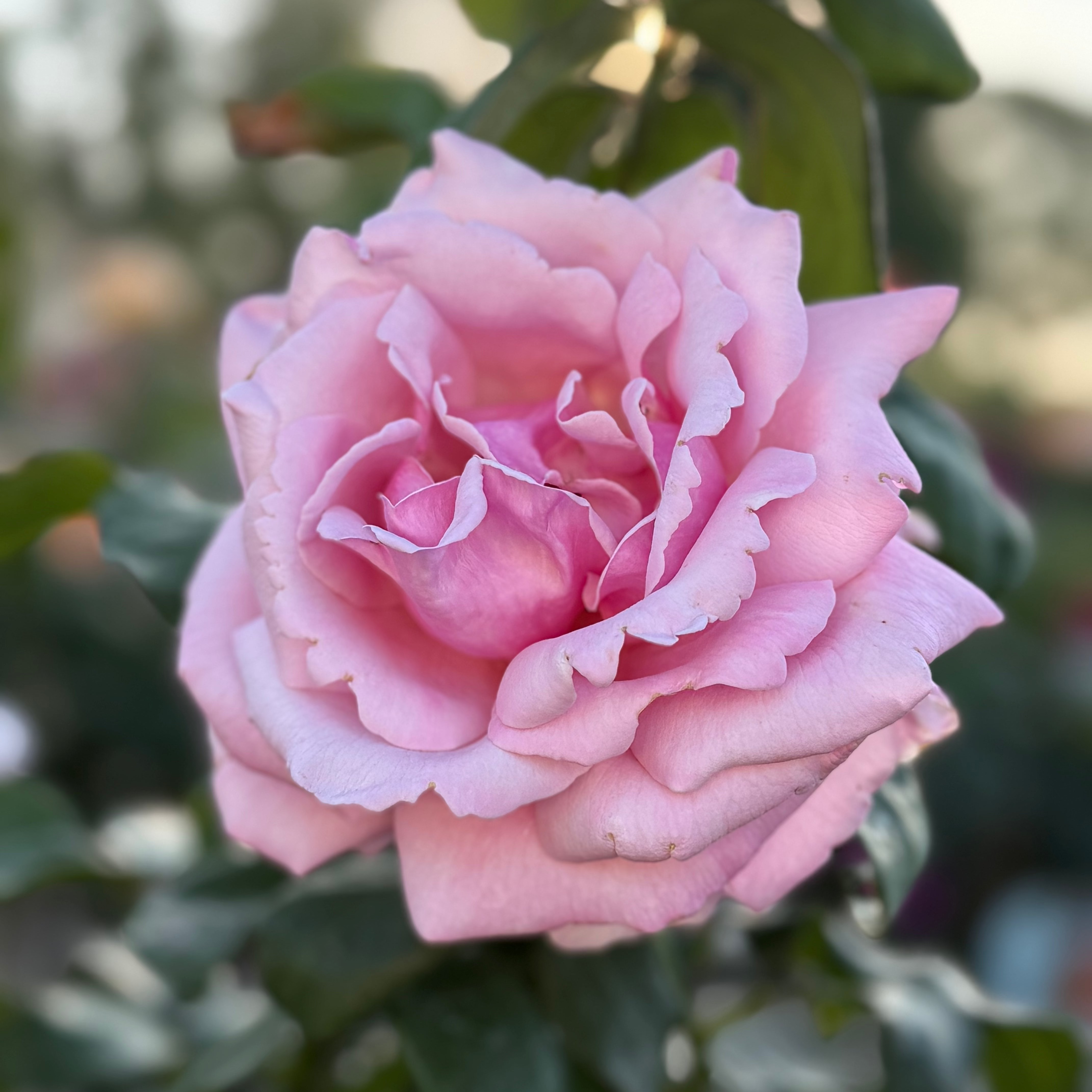 Memorial Day® Potted Tree Rose