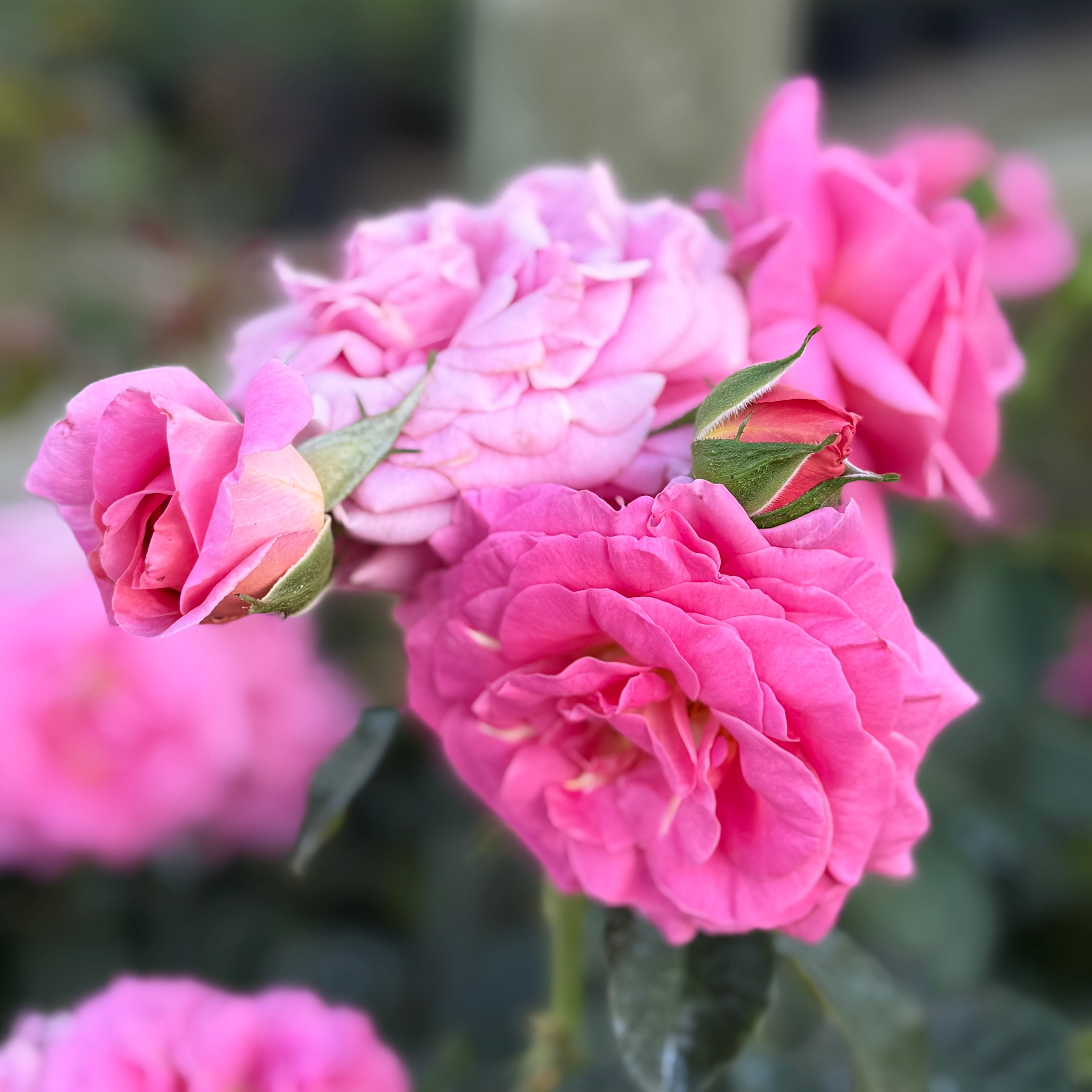 Time After Time™  Bare Root Rose Bush