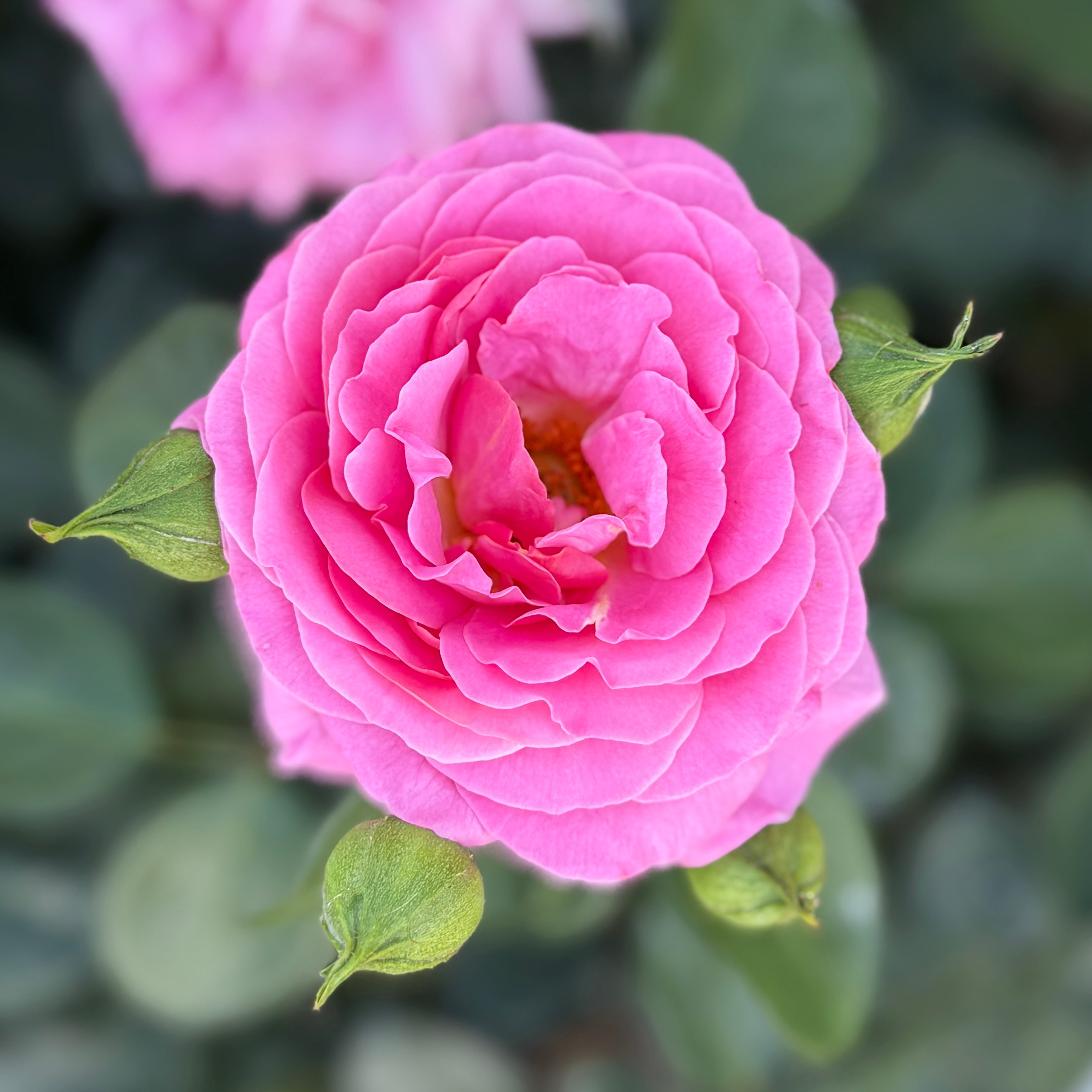 Time After Time™  Bare Root Rose Bush