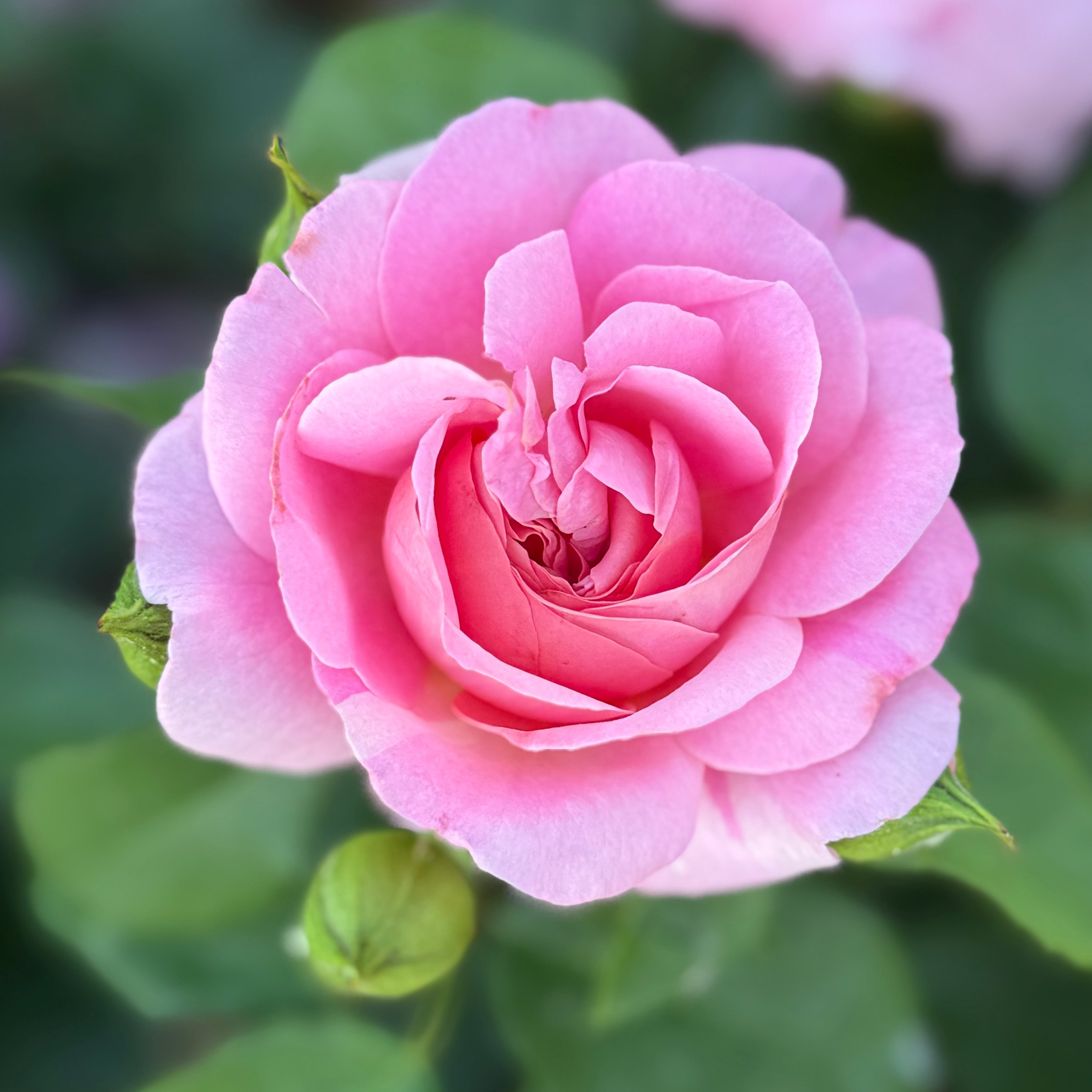 Time After Time™  Bare Root Rose Bush