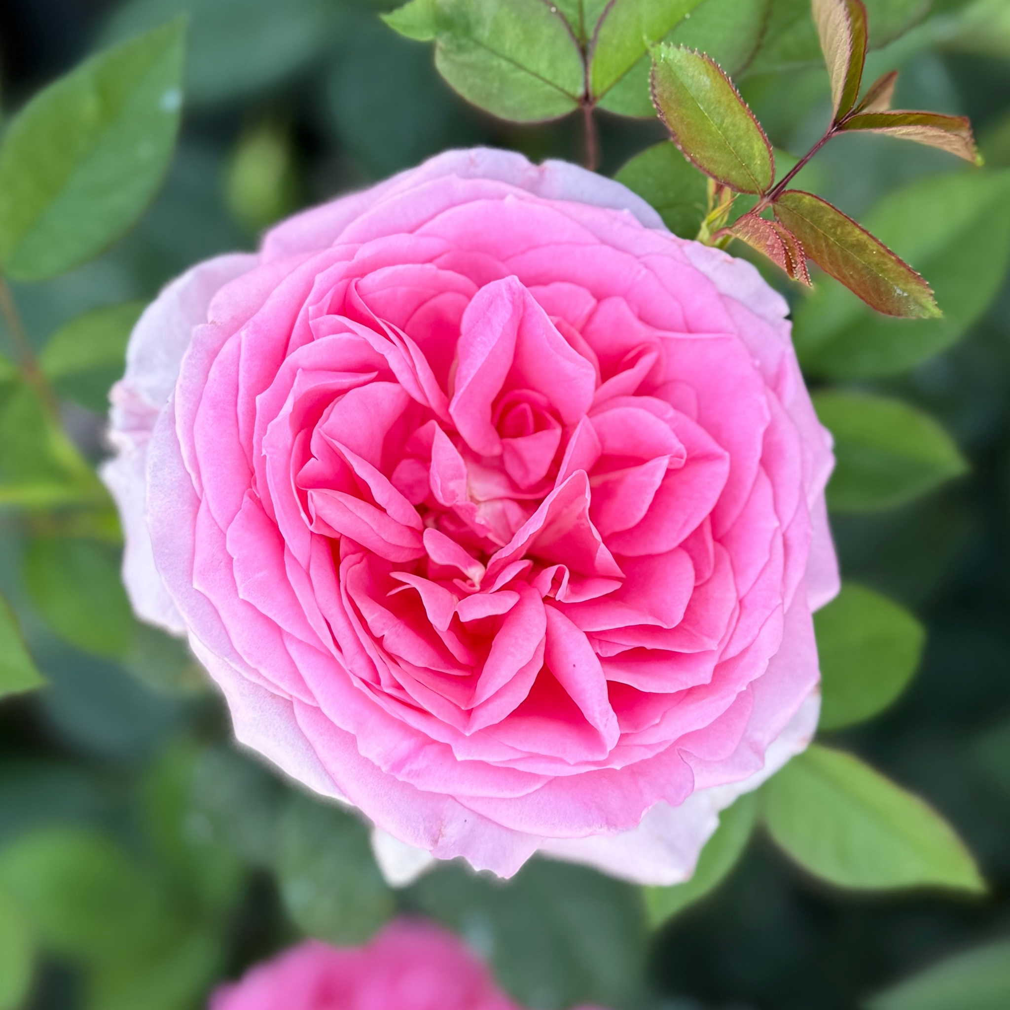Miss Manners Tree Rose | Pink Tree Rose | Grace Rose Farm
