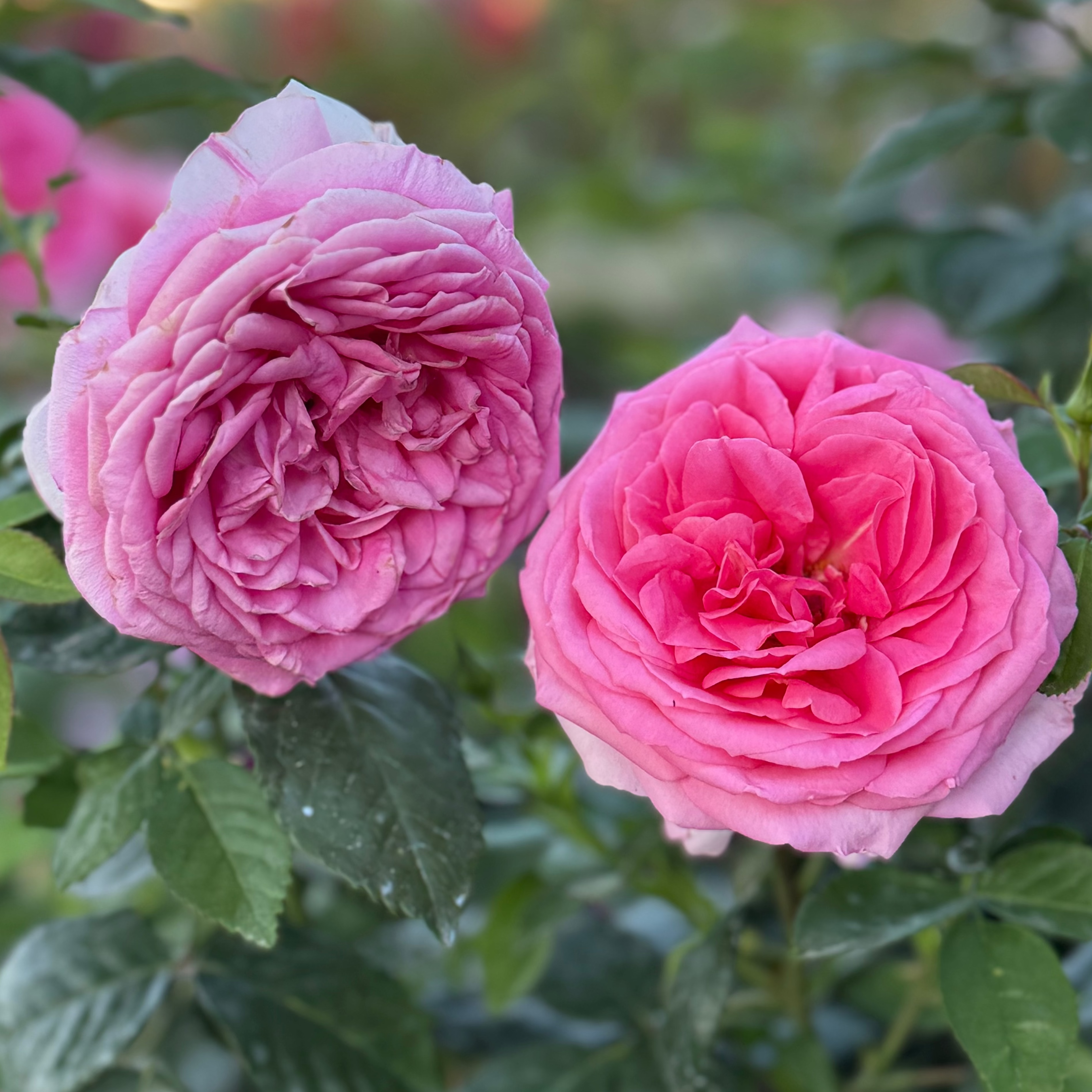 Miss Manners™ Potted Tree Rose