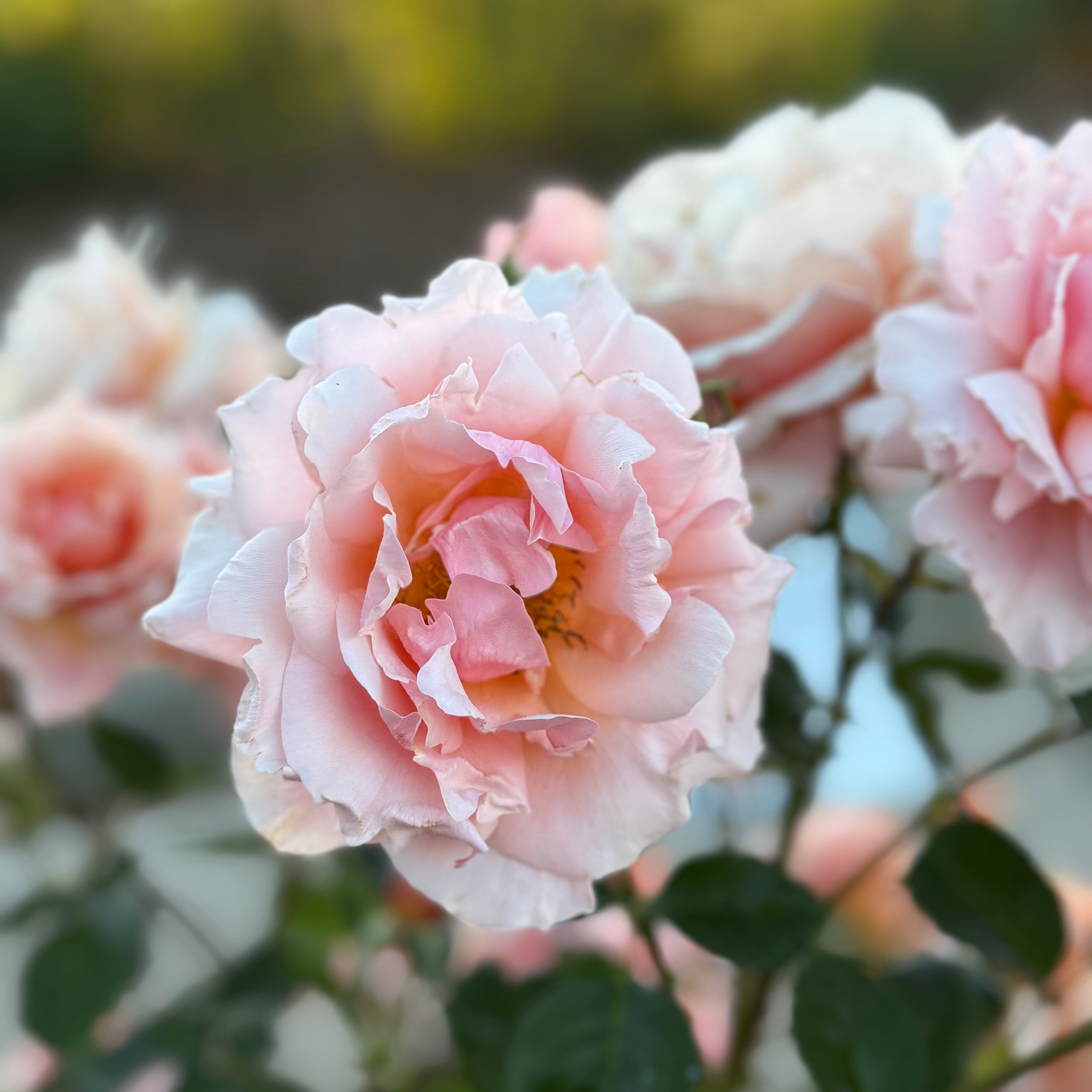 Apricot Candy™ Potted Tree Rose